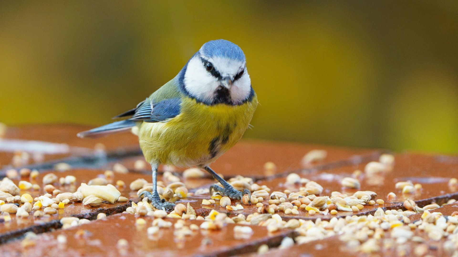 yellow white and blue bird on brown wooden table