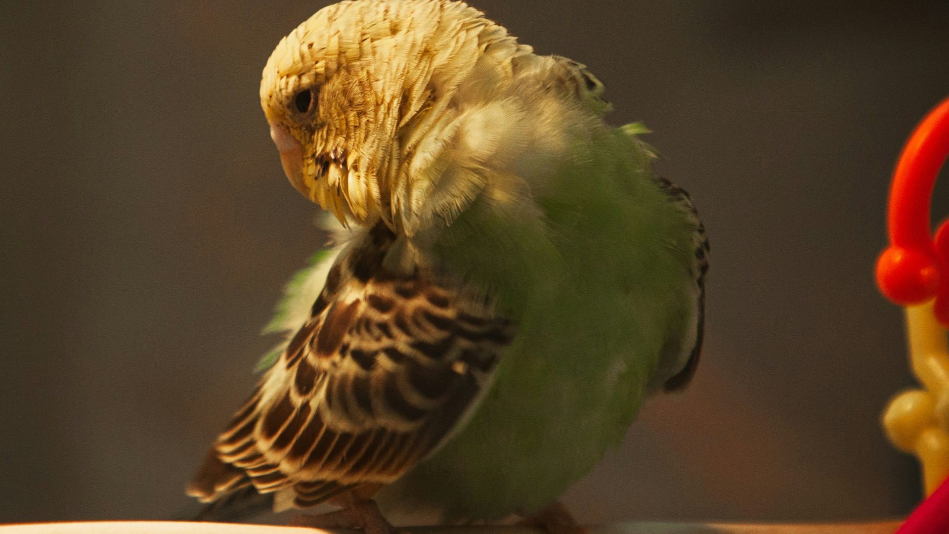 a small bird sitting on top of a wooden stick
