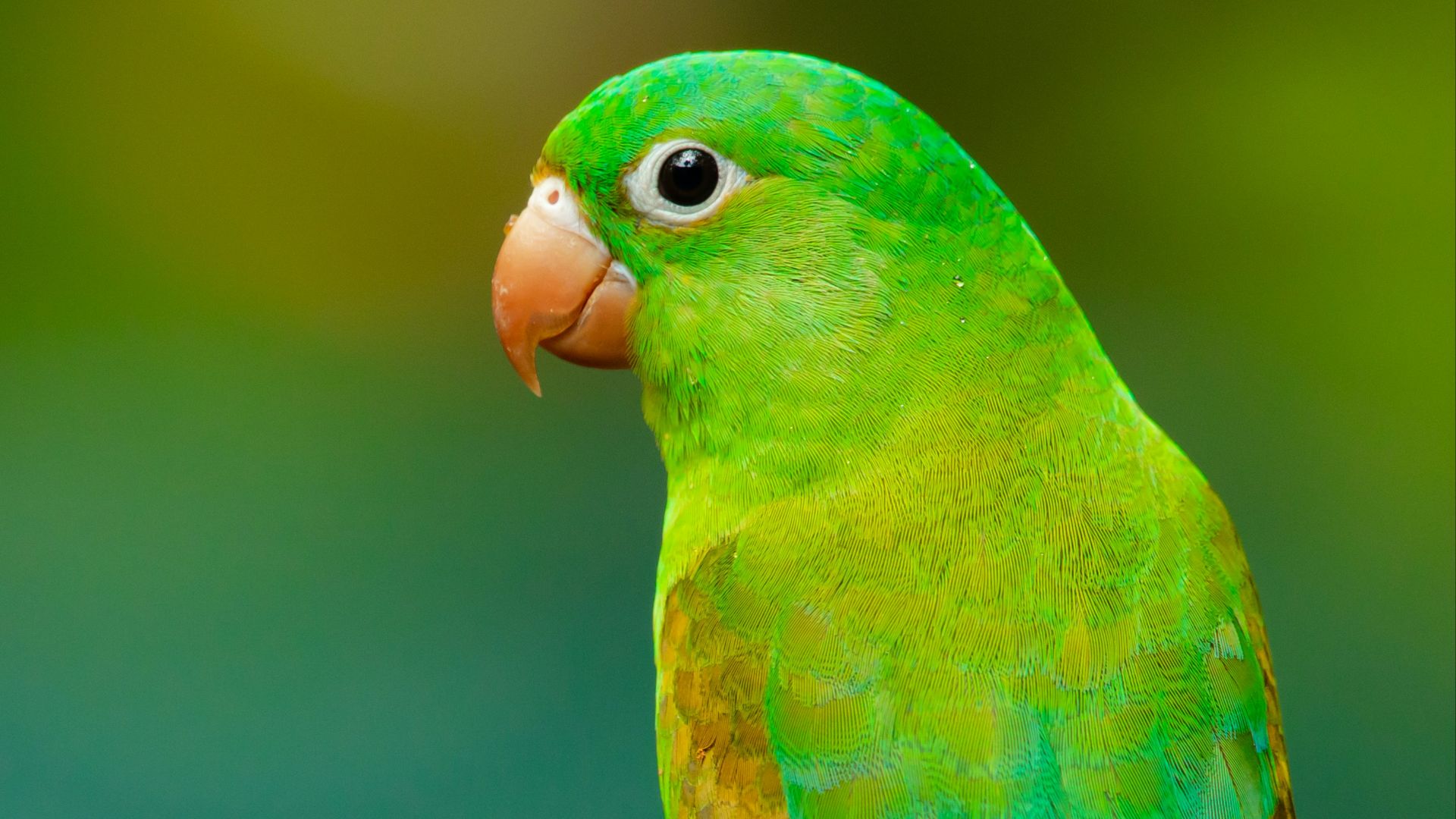green and yellow small beaked bird on twig