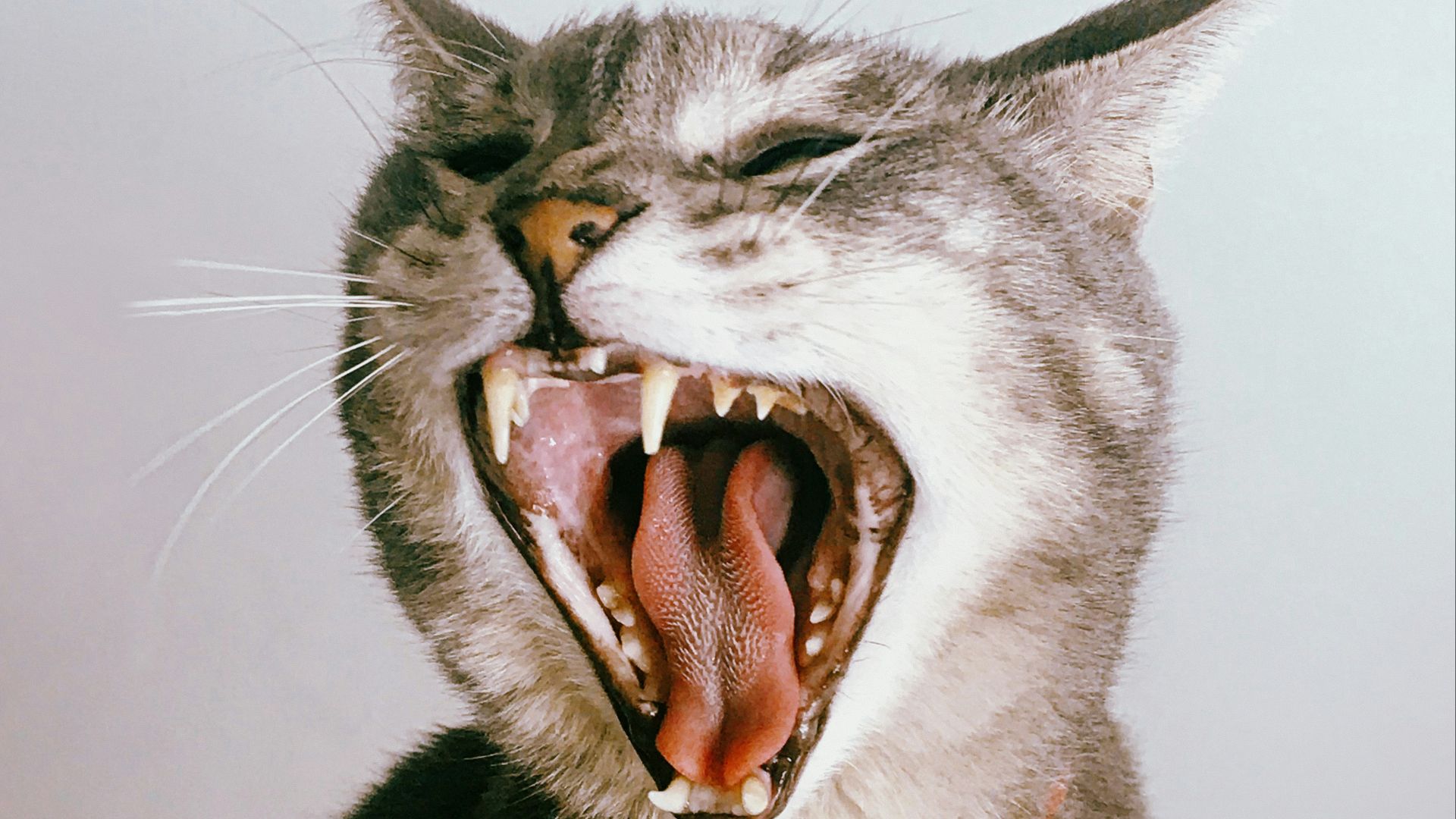 grey and white cat with mouth open