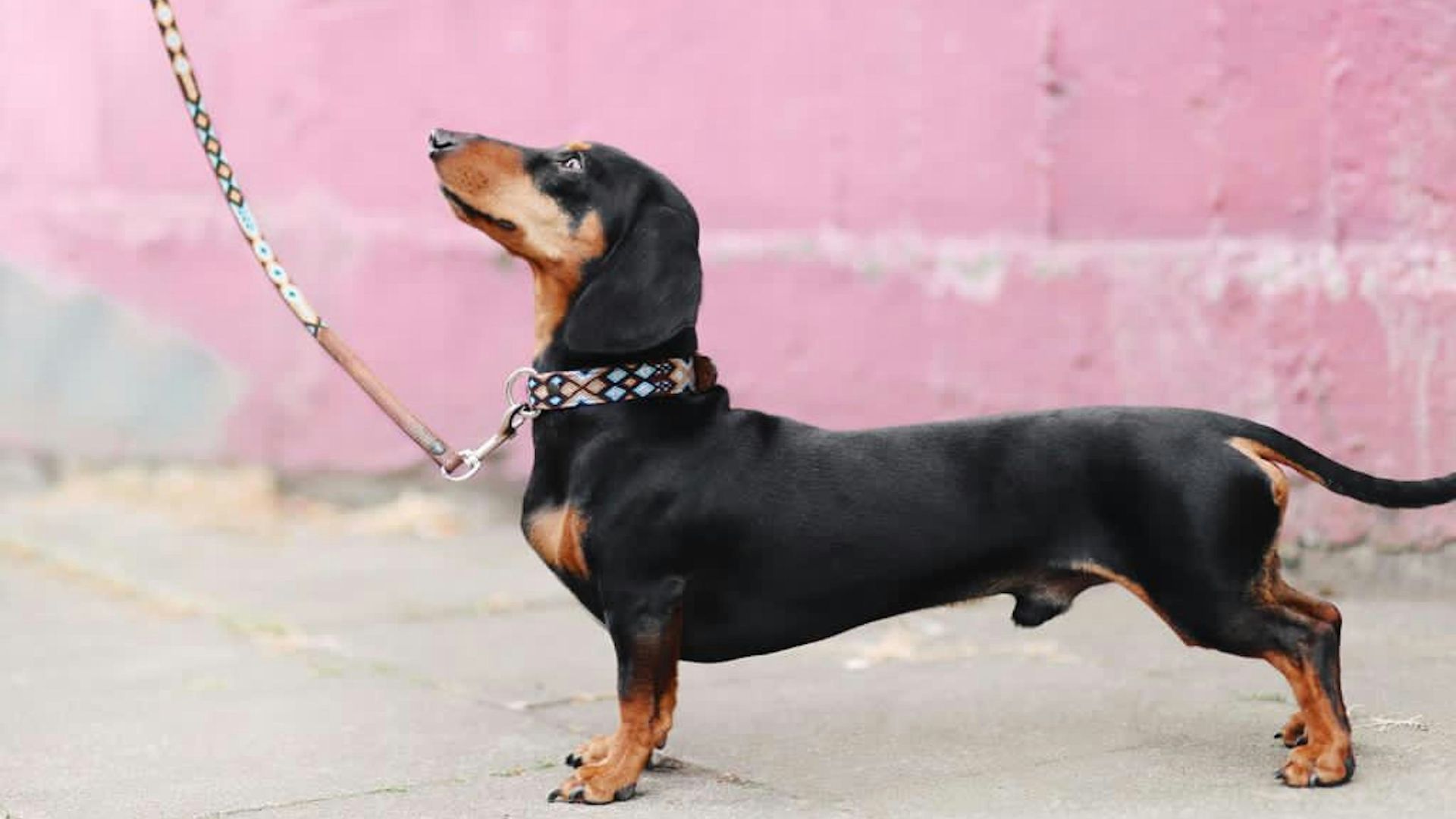 black and tan dachshund on white sand during daytime