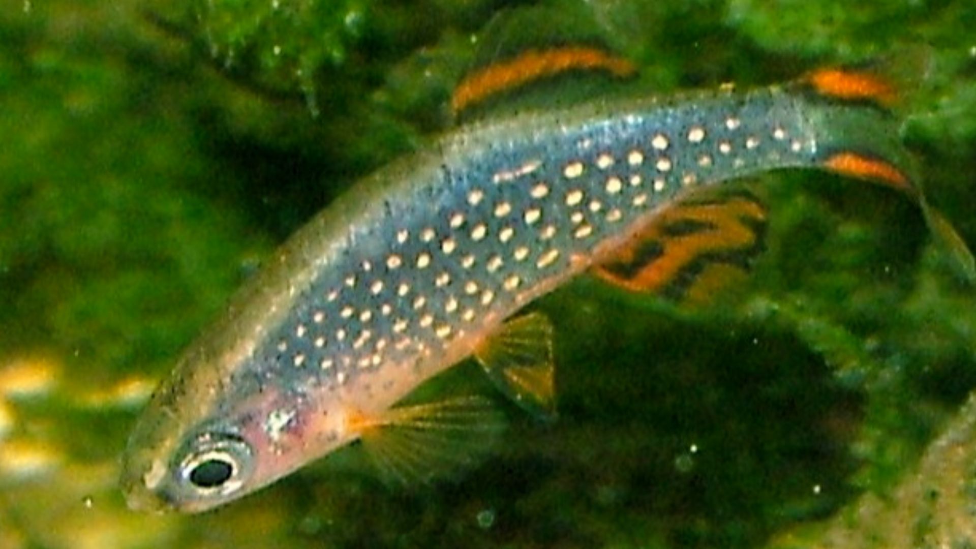 File:Celestial pearl danio (male).jpg