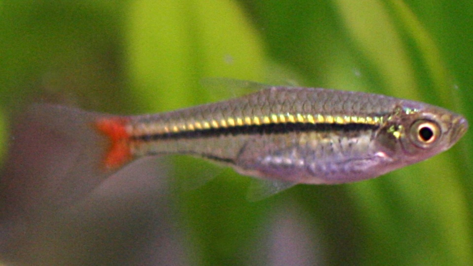 File:Rasbora borapetensis.jpg