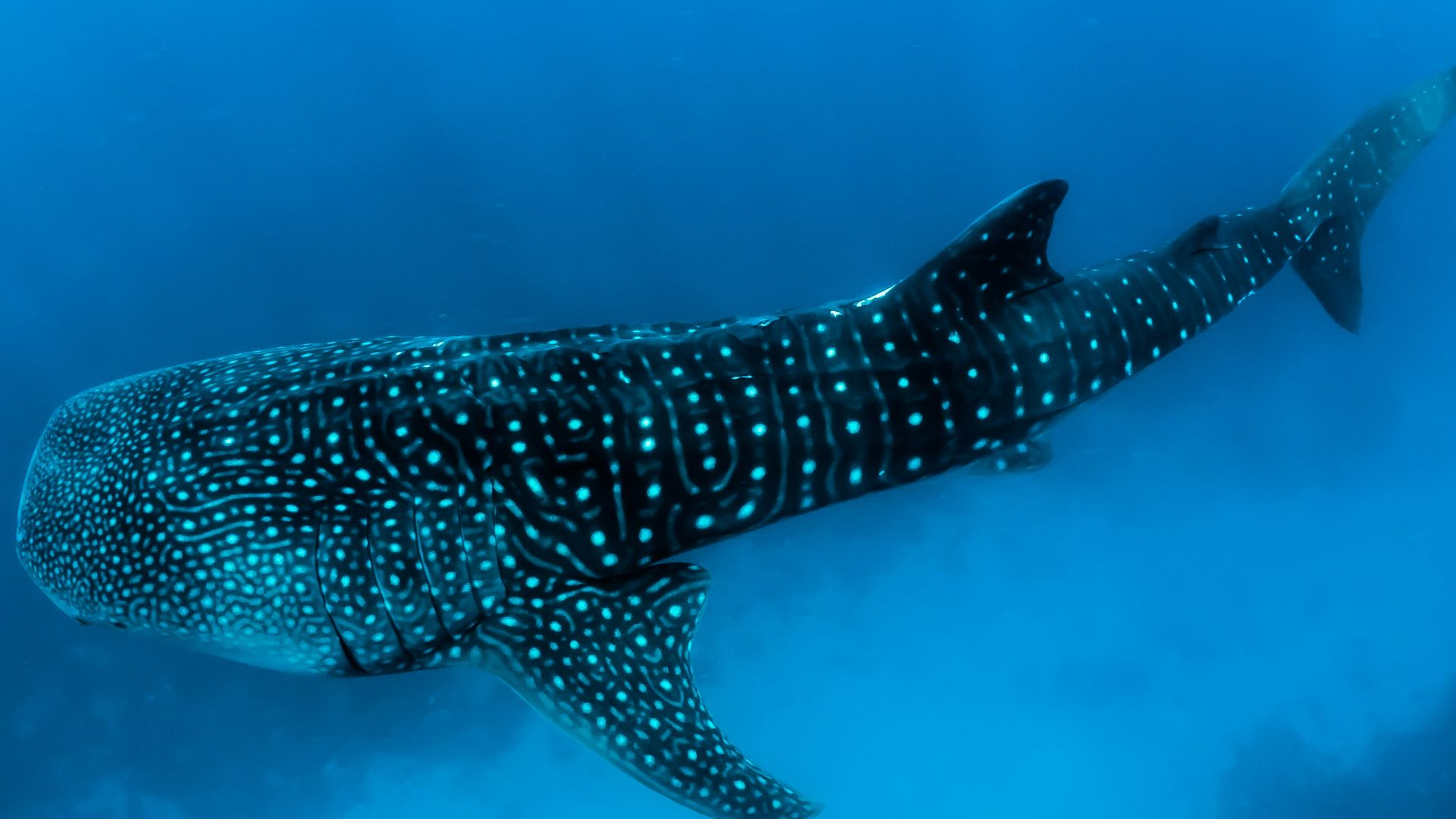 underwater photography of black fish