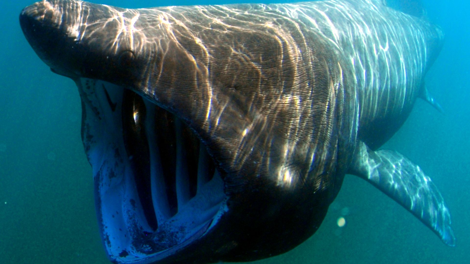 File:Cetorhinus maximus by greg skomal.JPG