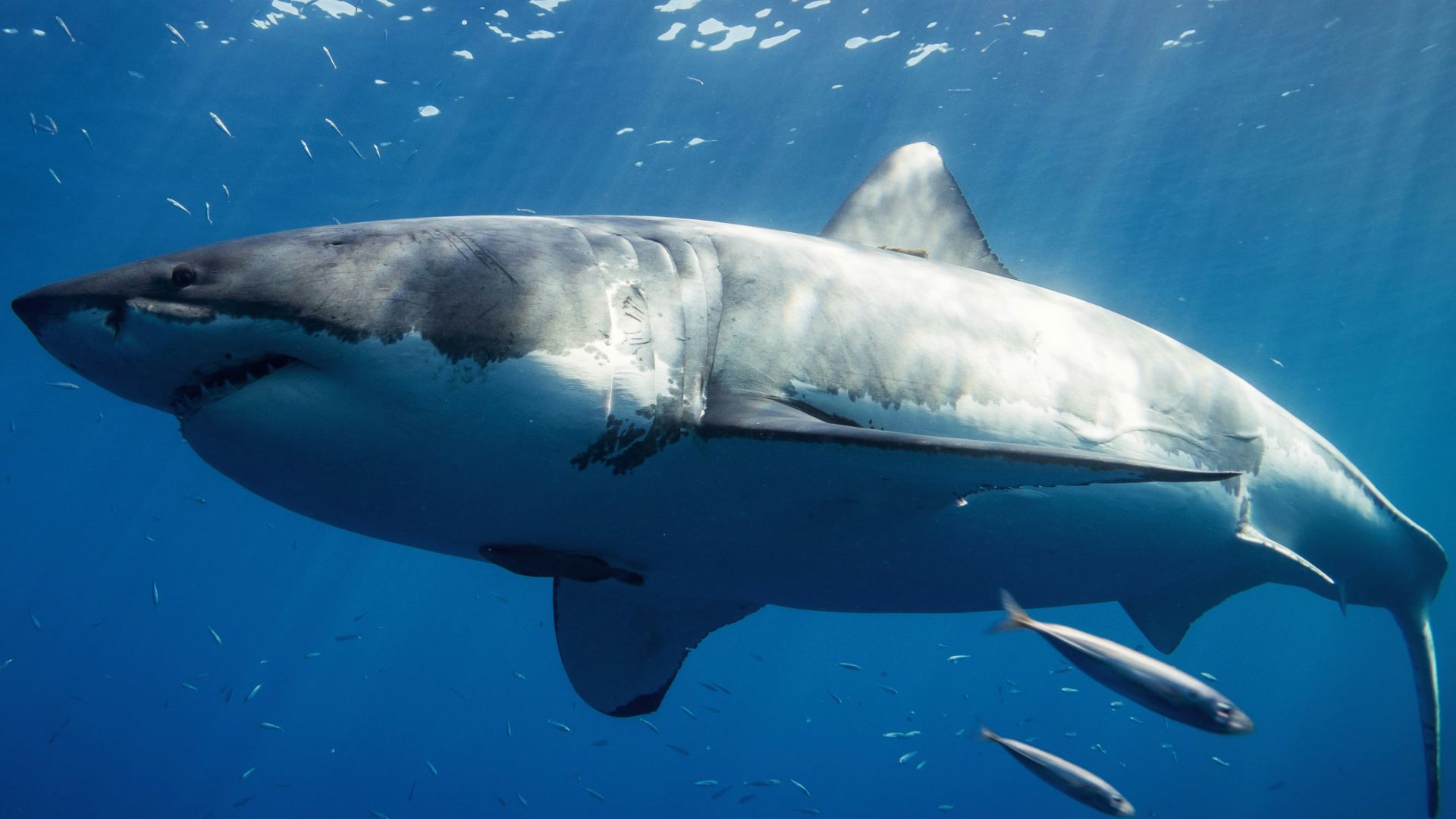 white and black shark underwater