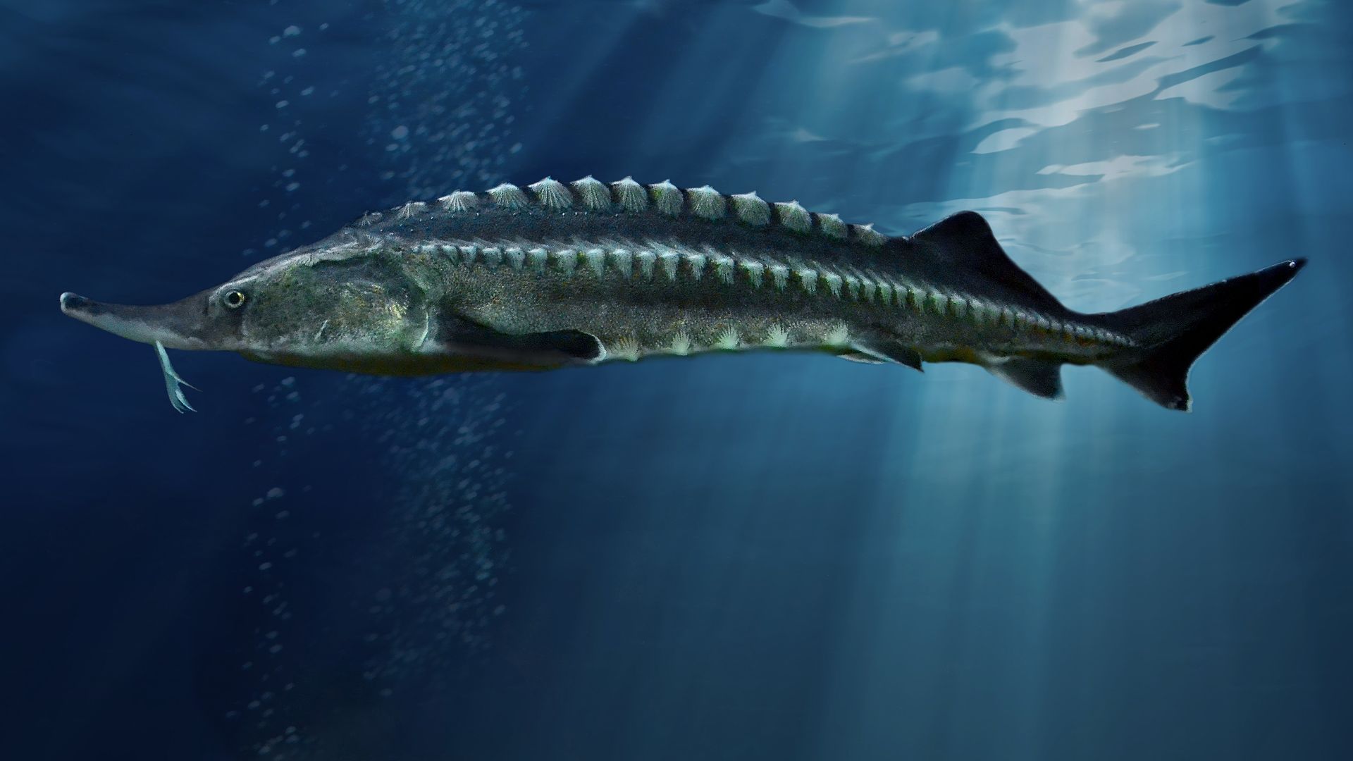 File:Білуга (Huso huso).jpg