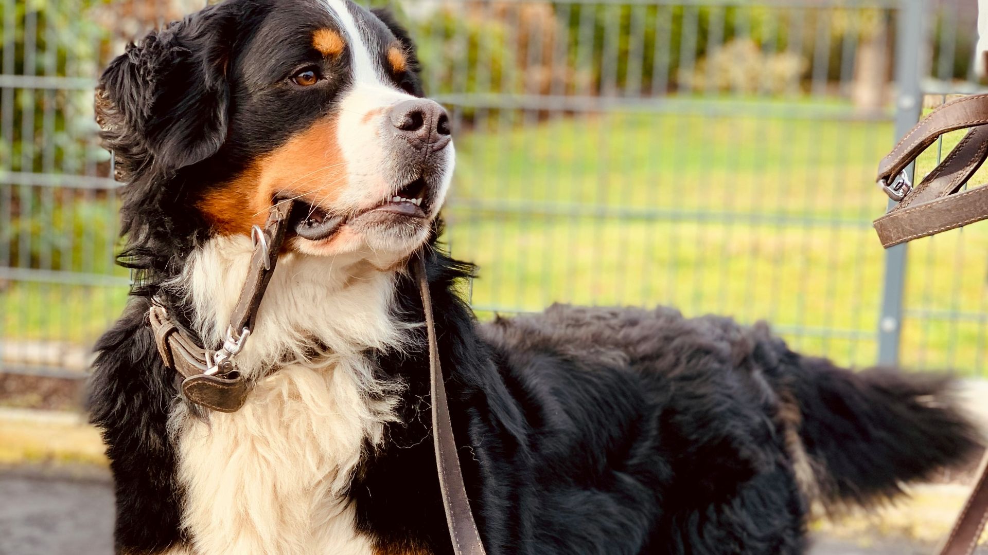 black white and brown bernese mountain dog