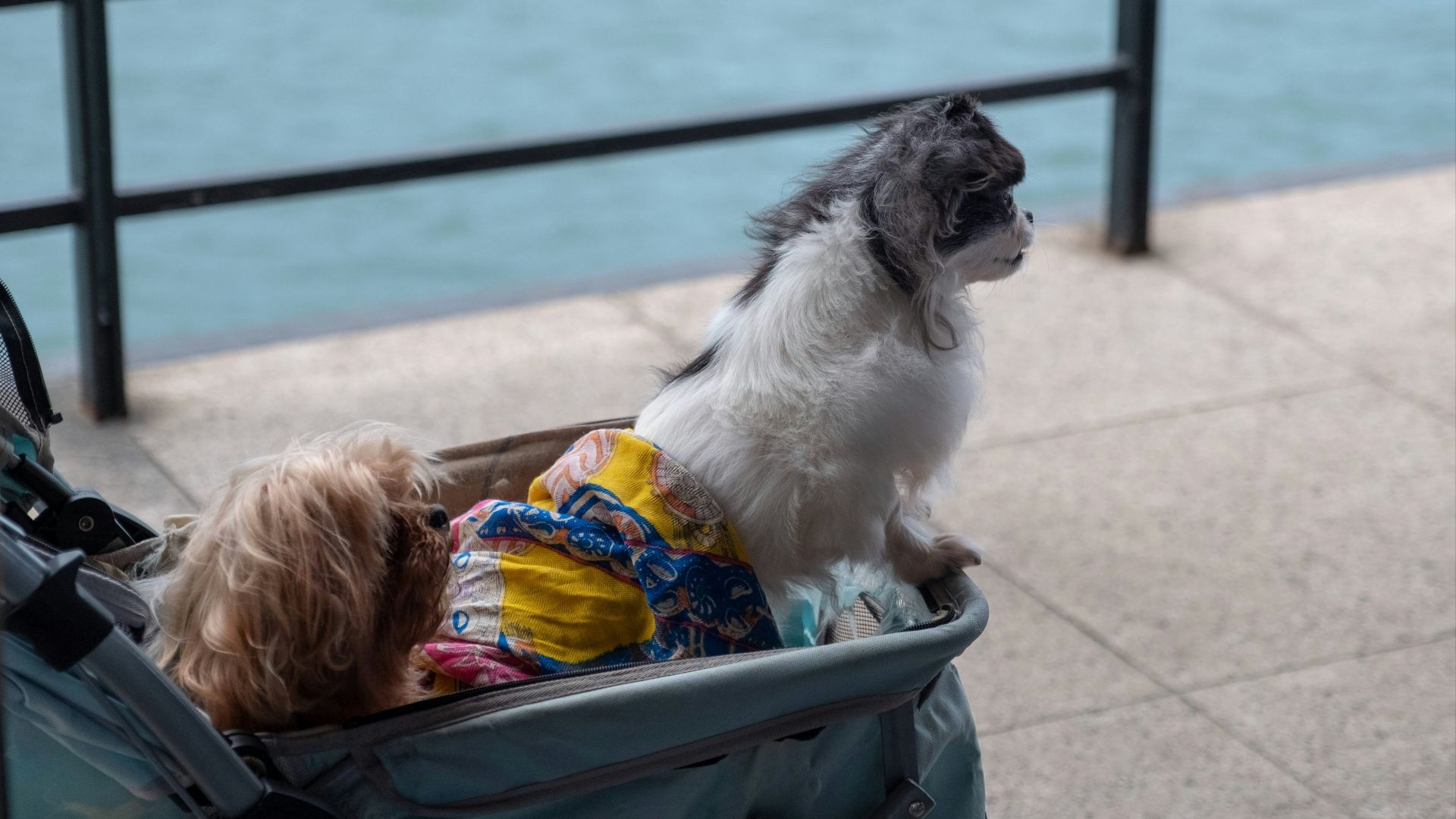 two dogs on stroller beside black metal railings