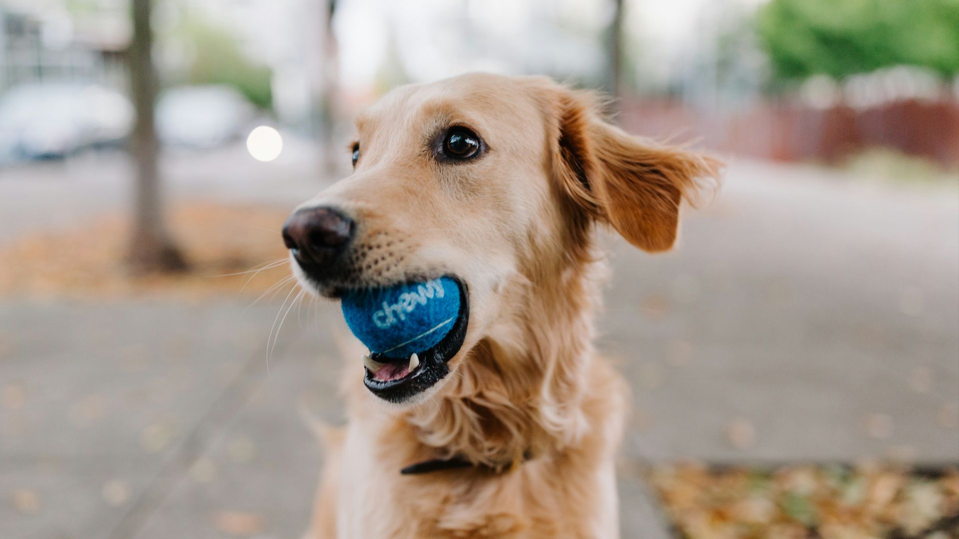 golden retriever puppy with blue ball on mouth