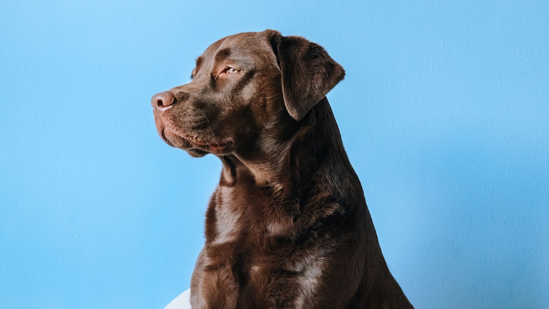 brown short coated dog on white bathtub
