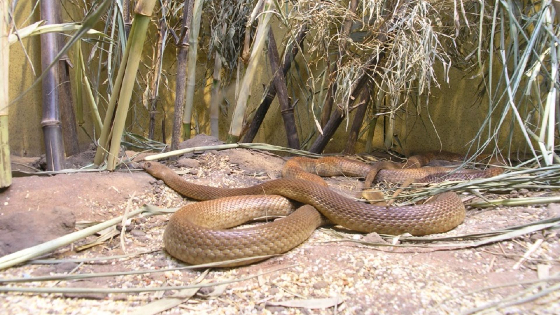 File:Oxyuranus microlepidotus 1.jpg