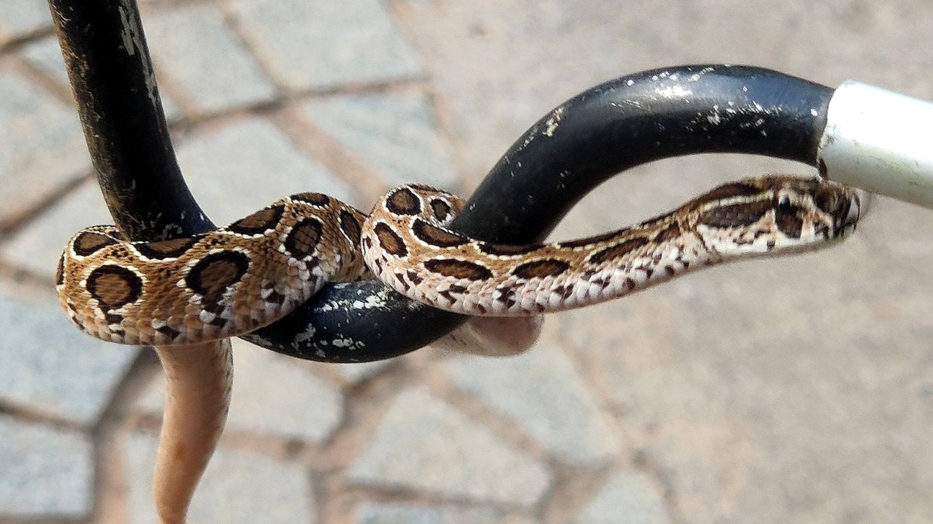 File:Daboia russelii 139759885.jpg