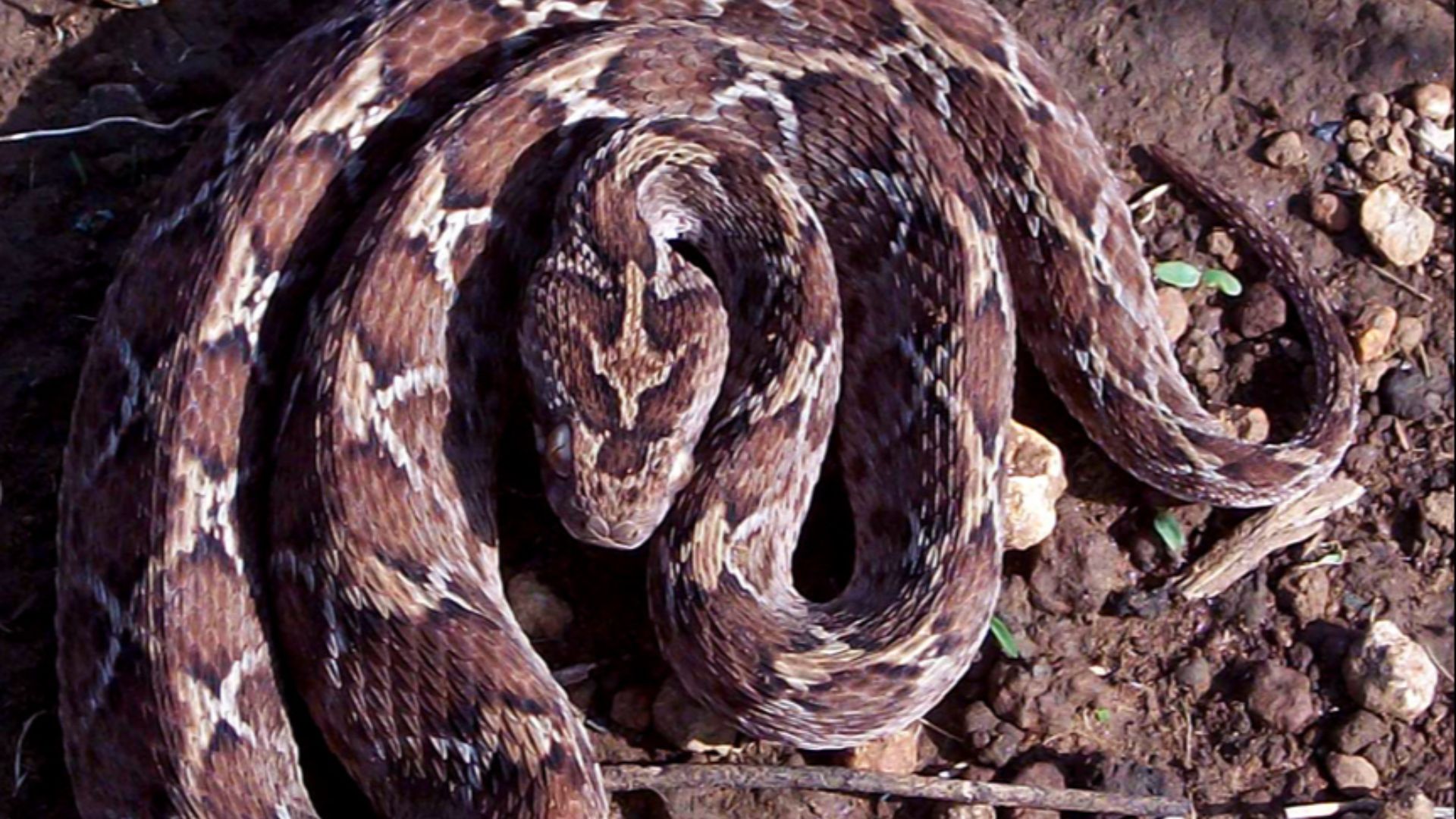 File:Saw Scaled Viper Echis carinatus.jpg