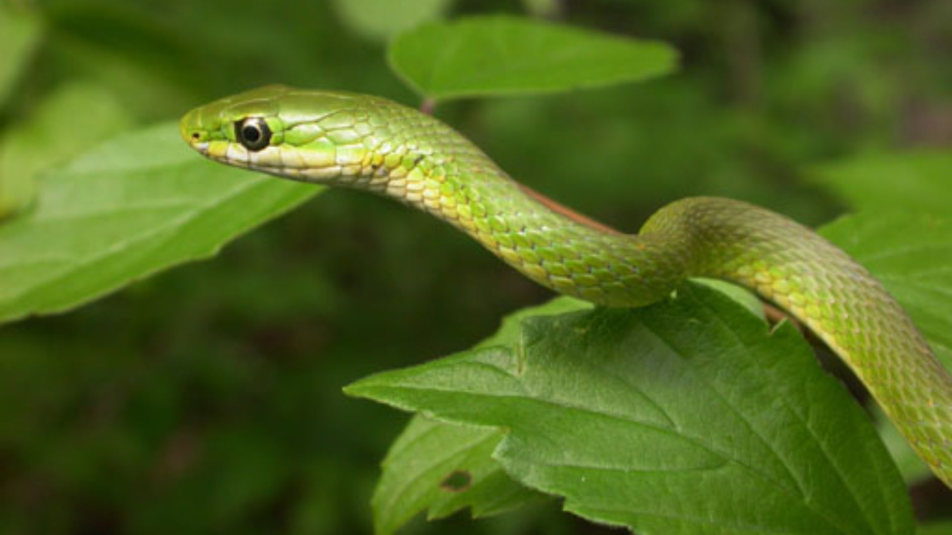 File:Opheodrys aestivusPCCP20030524-0823B.jpg