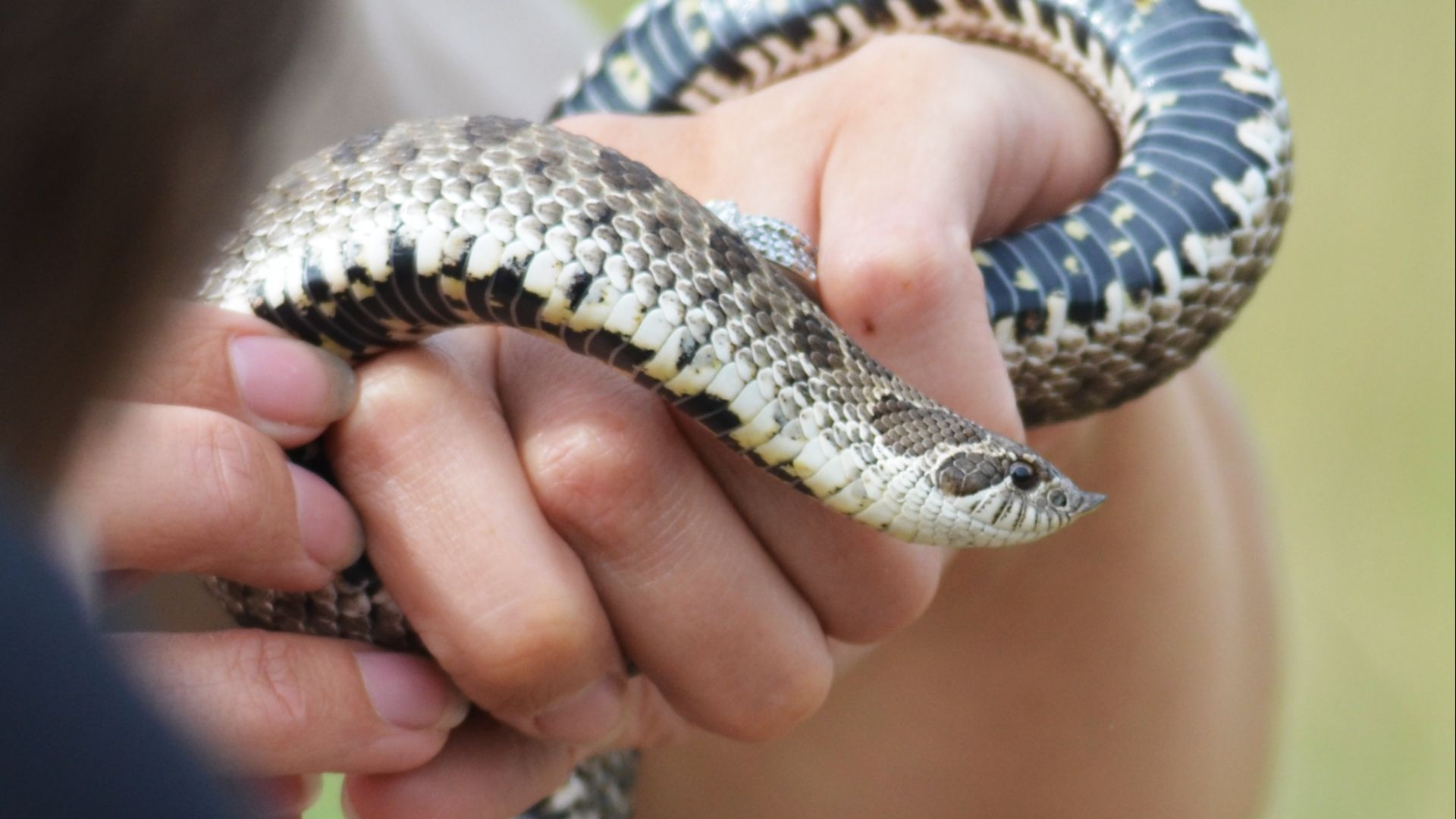 File:Western Hognose Snake (27946768327).jpg