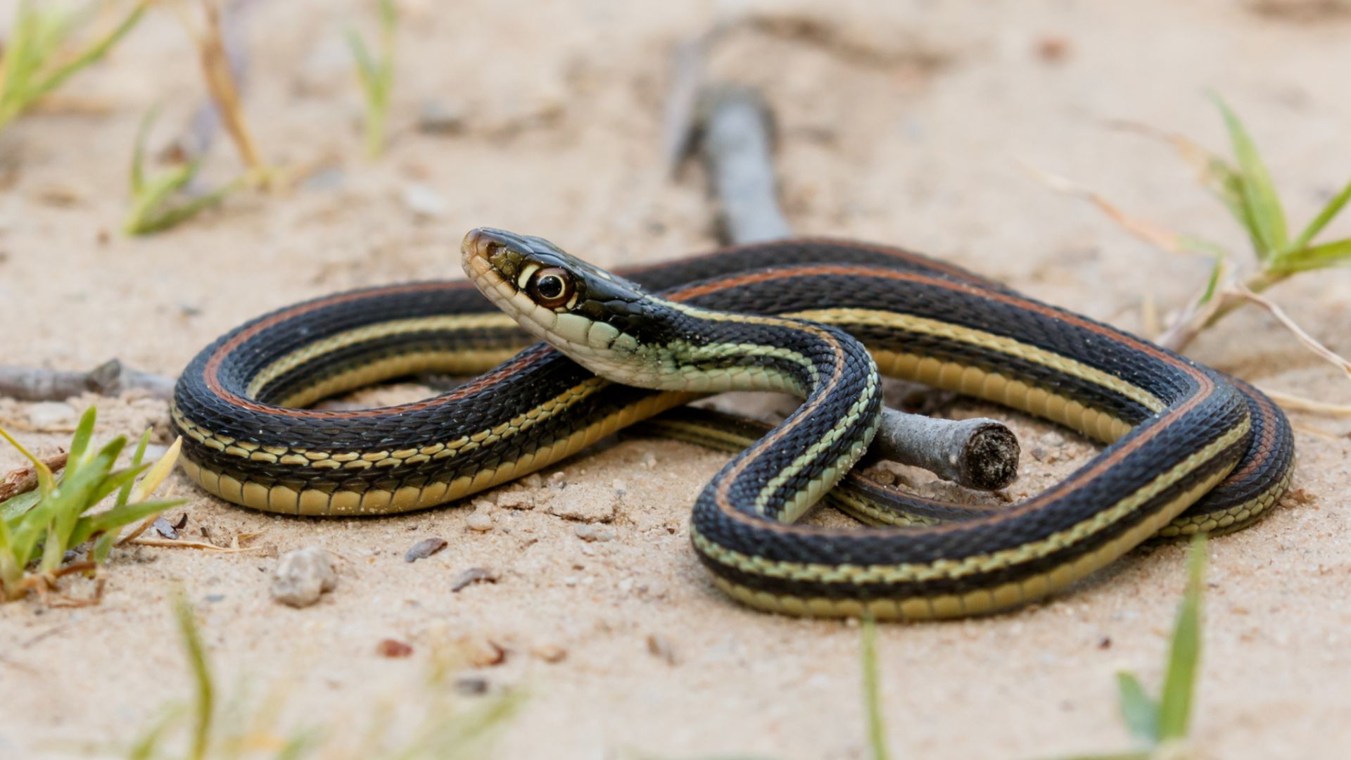 File:Thamnophis proximus 194832309.jpg