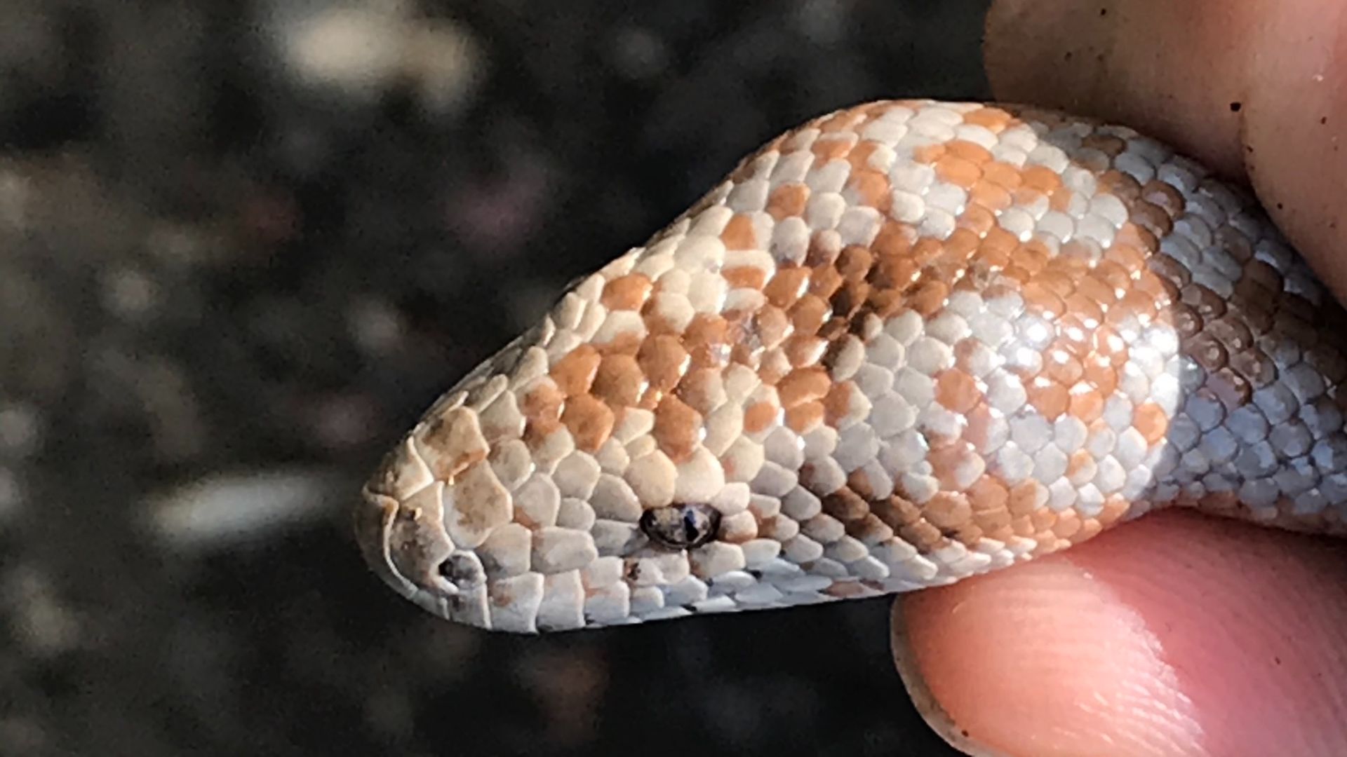 File:Lichanura orcutti 72192362.jpg