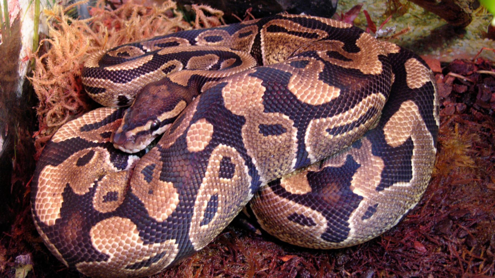 File:Female Ball python (Python regius).jpg