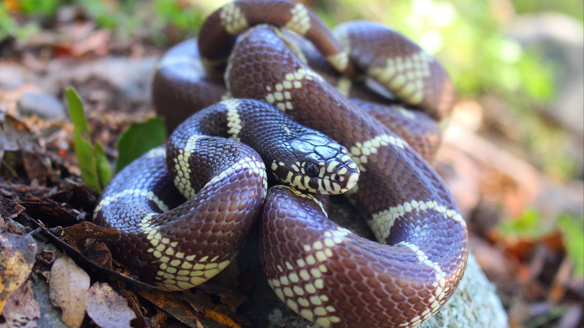 File:California Kingsnake (Lampropeltis getula californiae).JPG