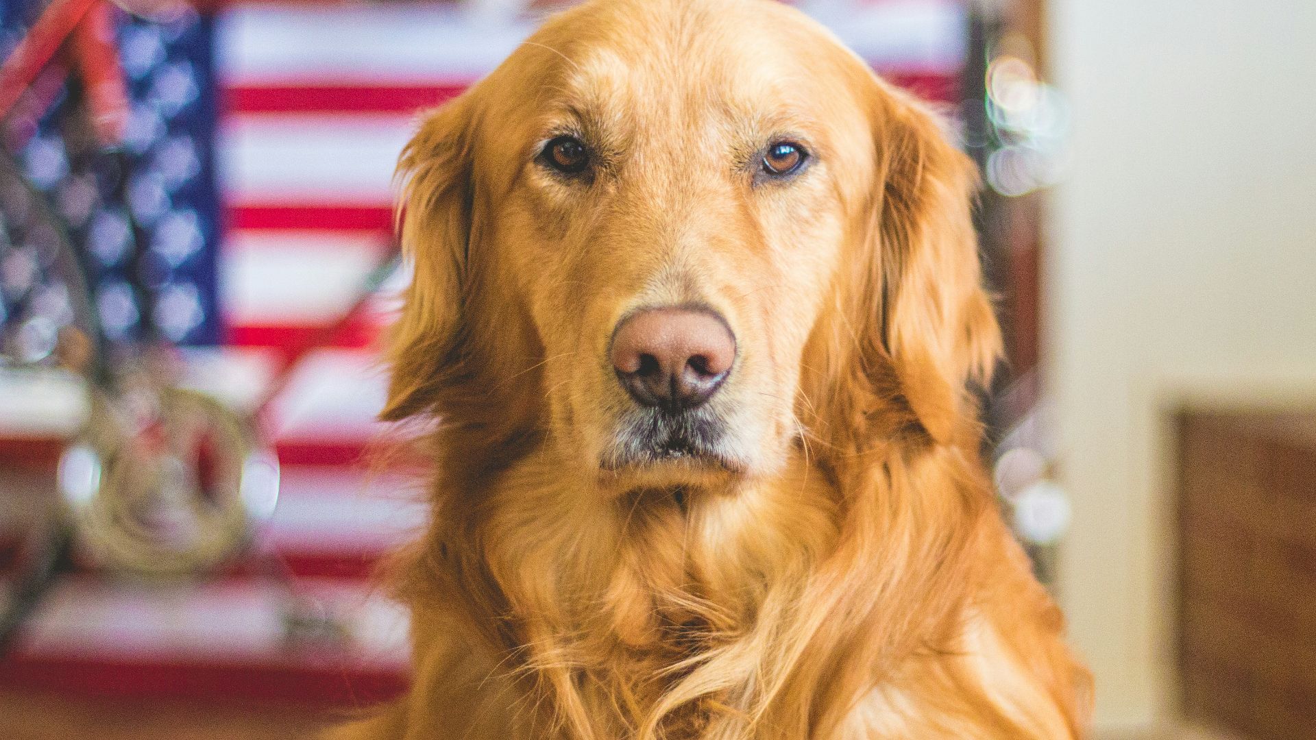 selective focus photography of golden Labrador retriever