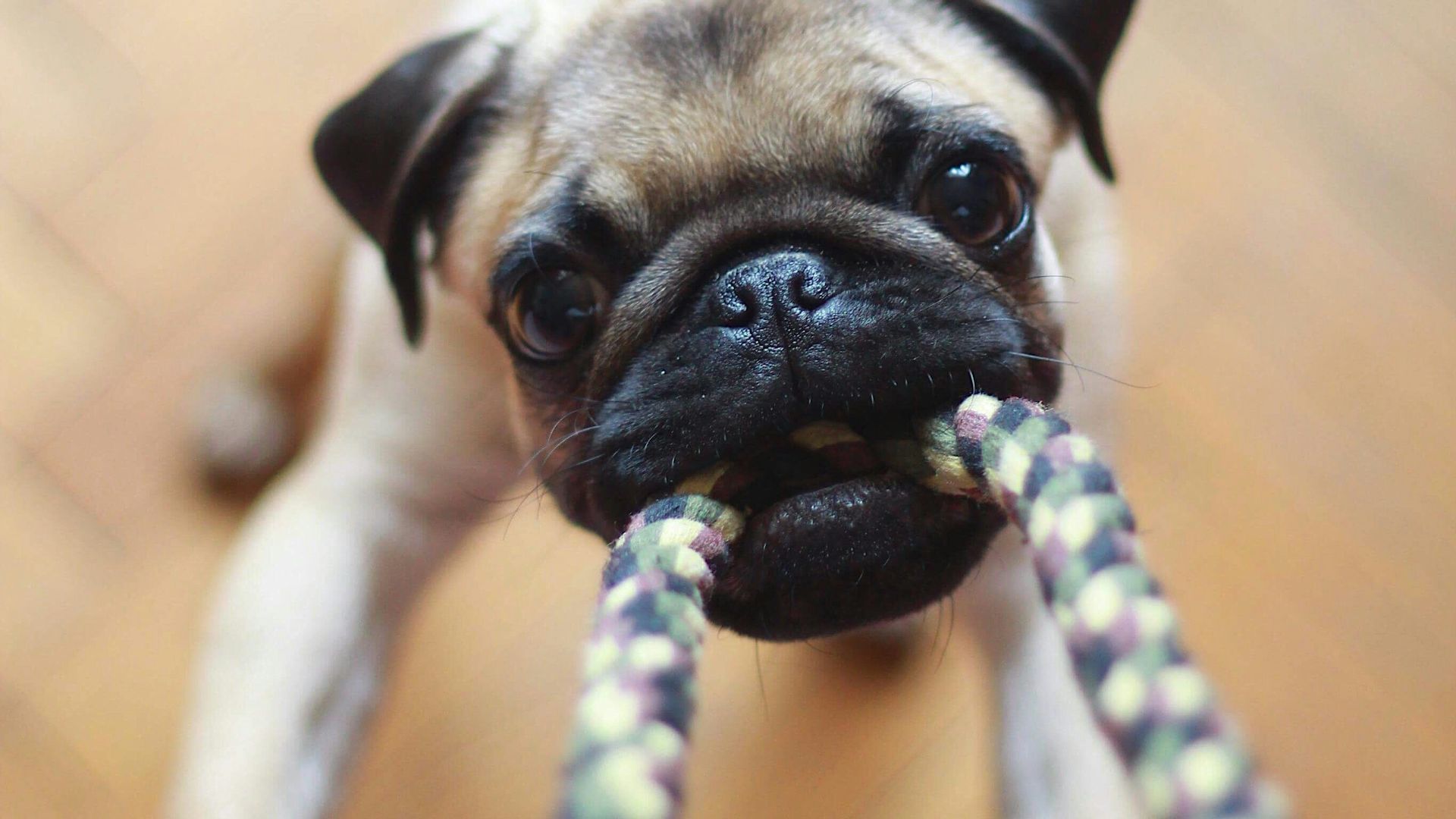fawn pug biting rope