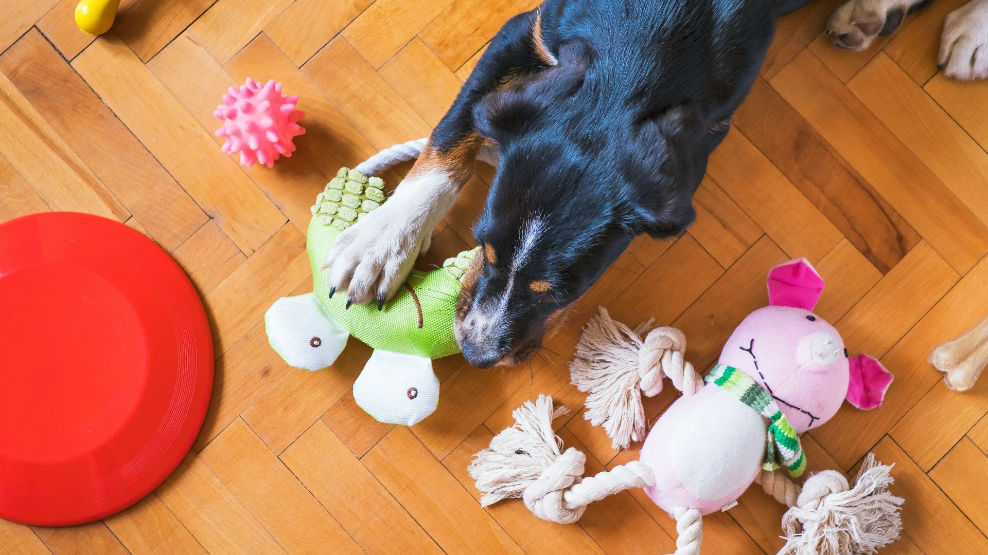 black and tan short coat medium sized dog lying on floor