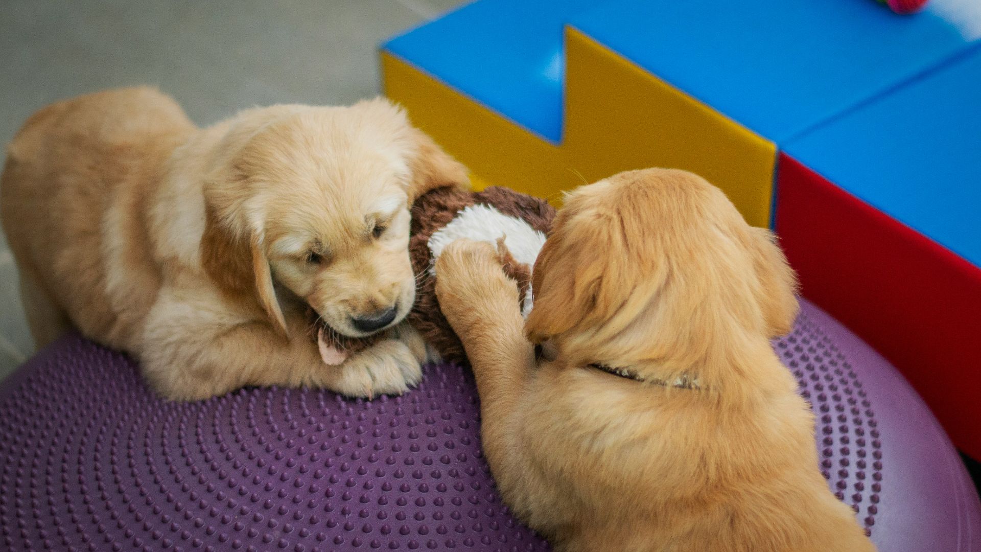 golden retriever puppy lying on black and white polka dot textile