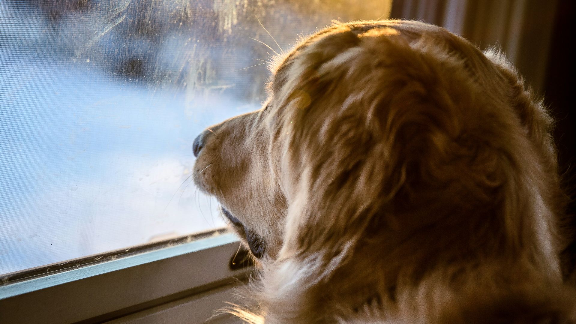 brown long coated dog looking out the window