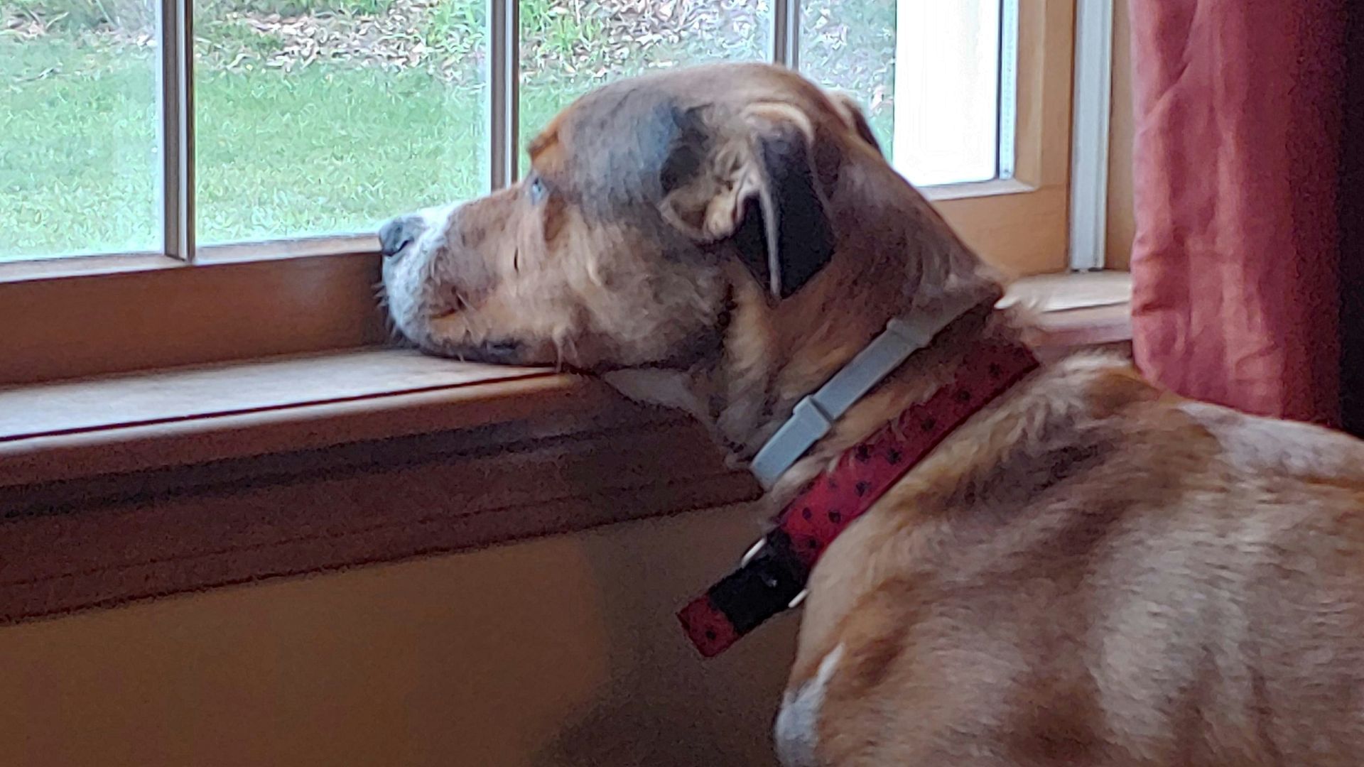 brown short coated dog sitting on brown wooden floor