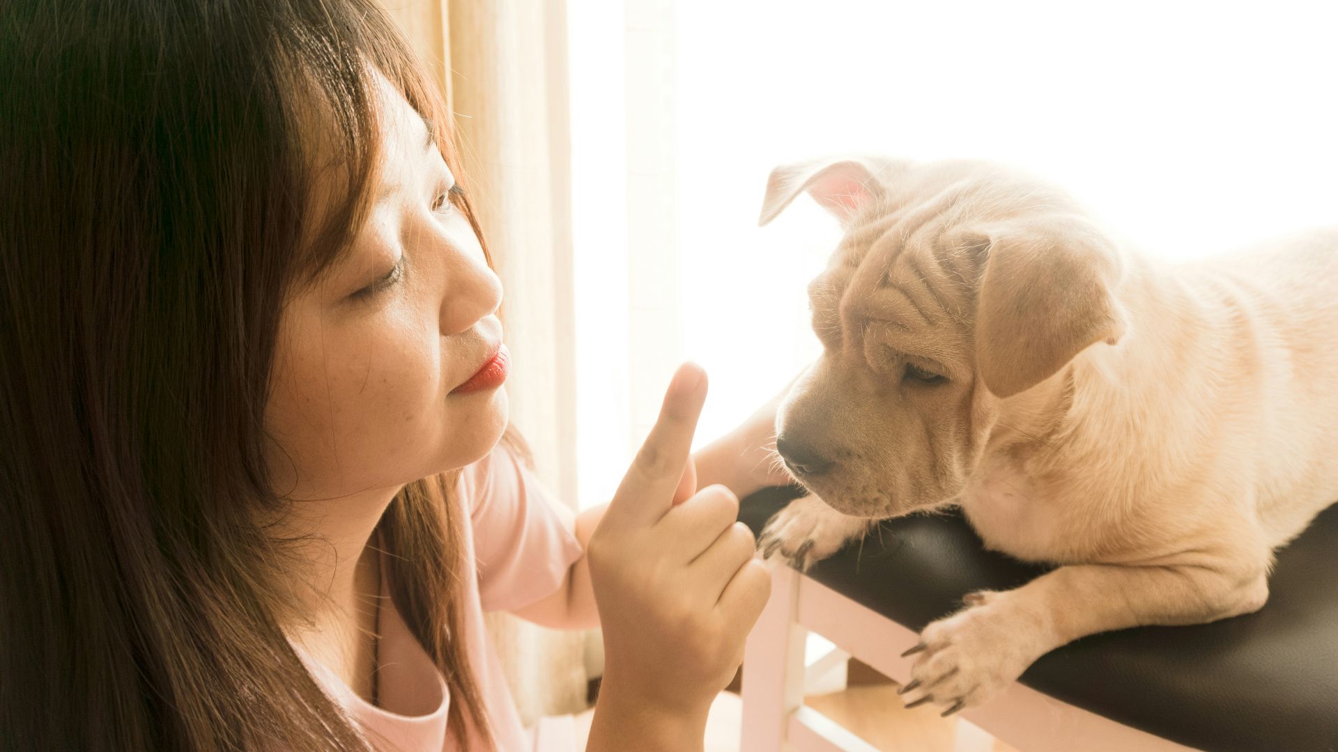 woman in teal shirt holding brown short coated dog