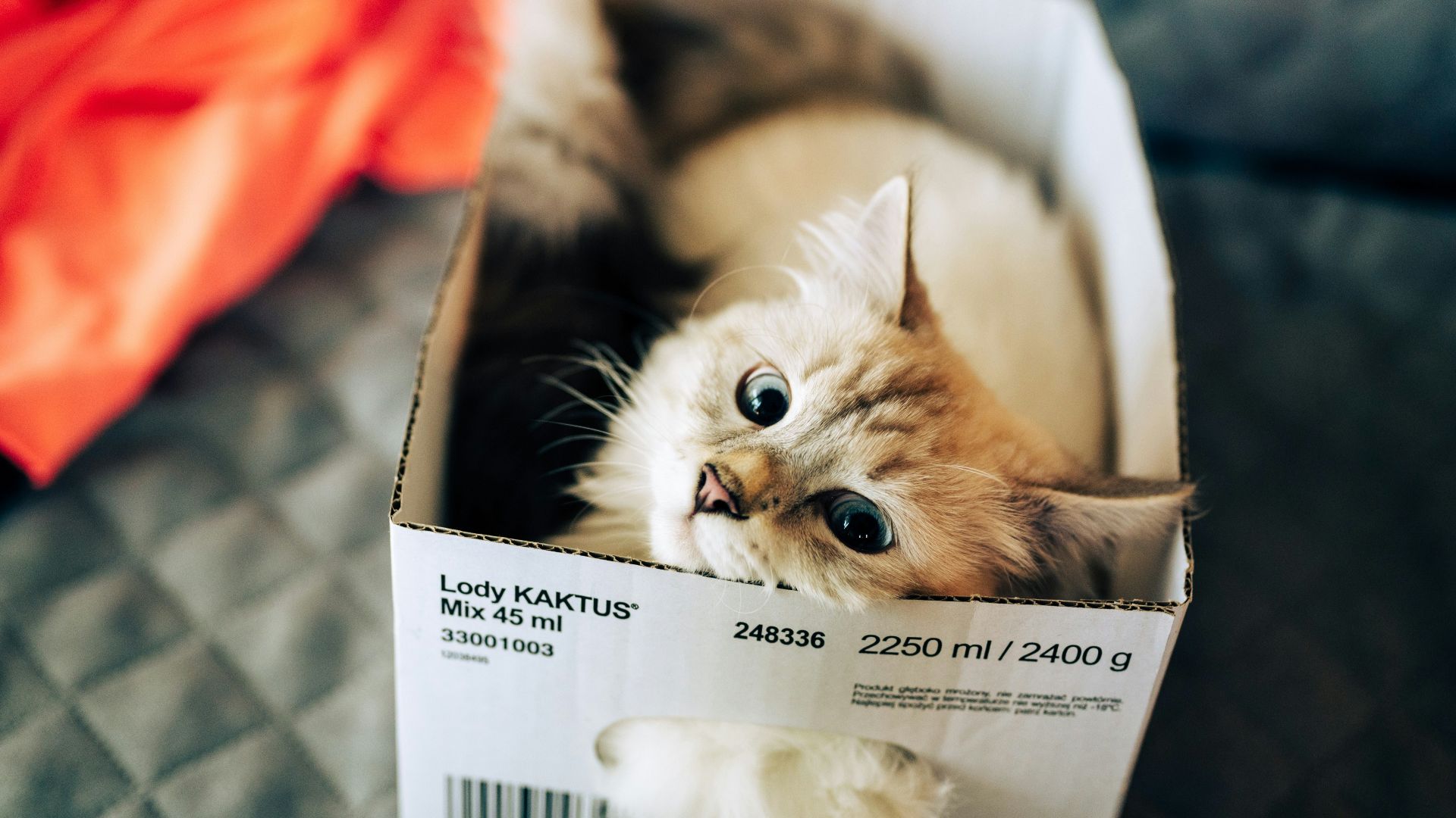 white and brown cat in white box