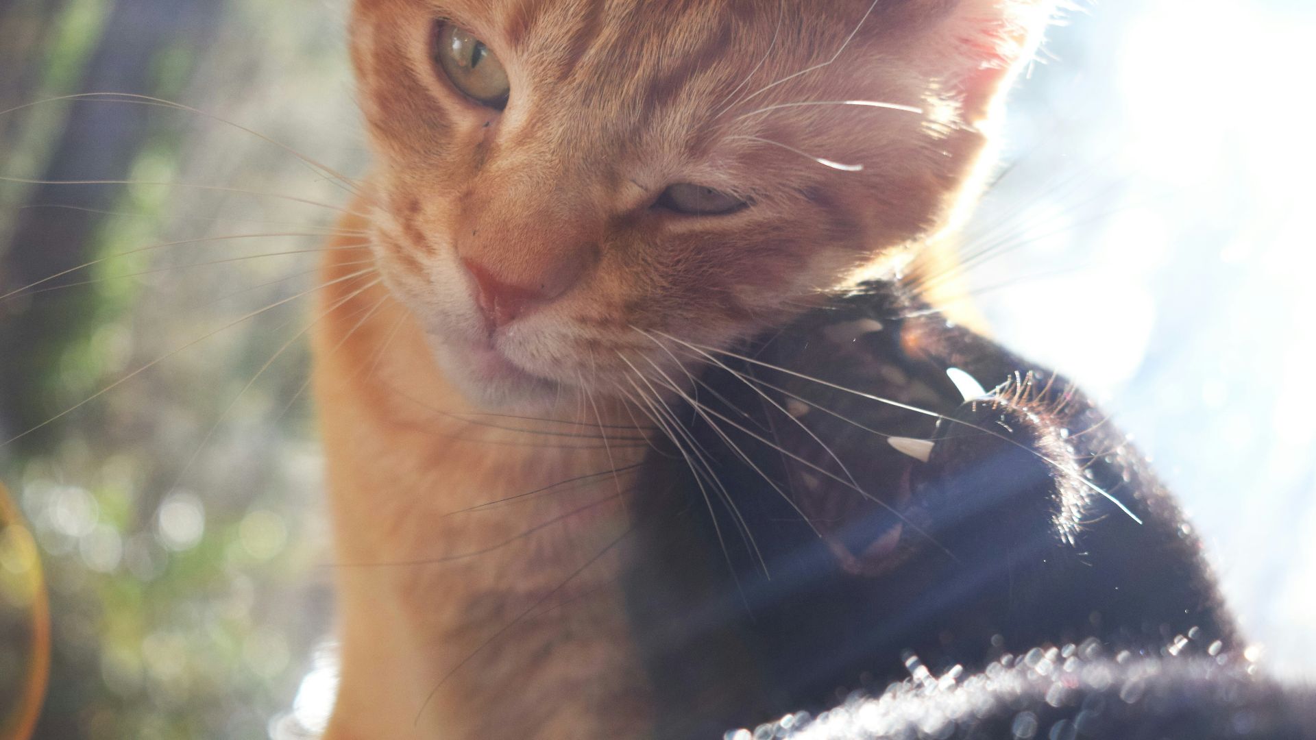 a close up of a cat near a window