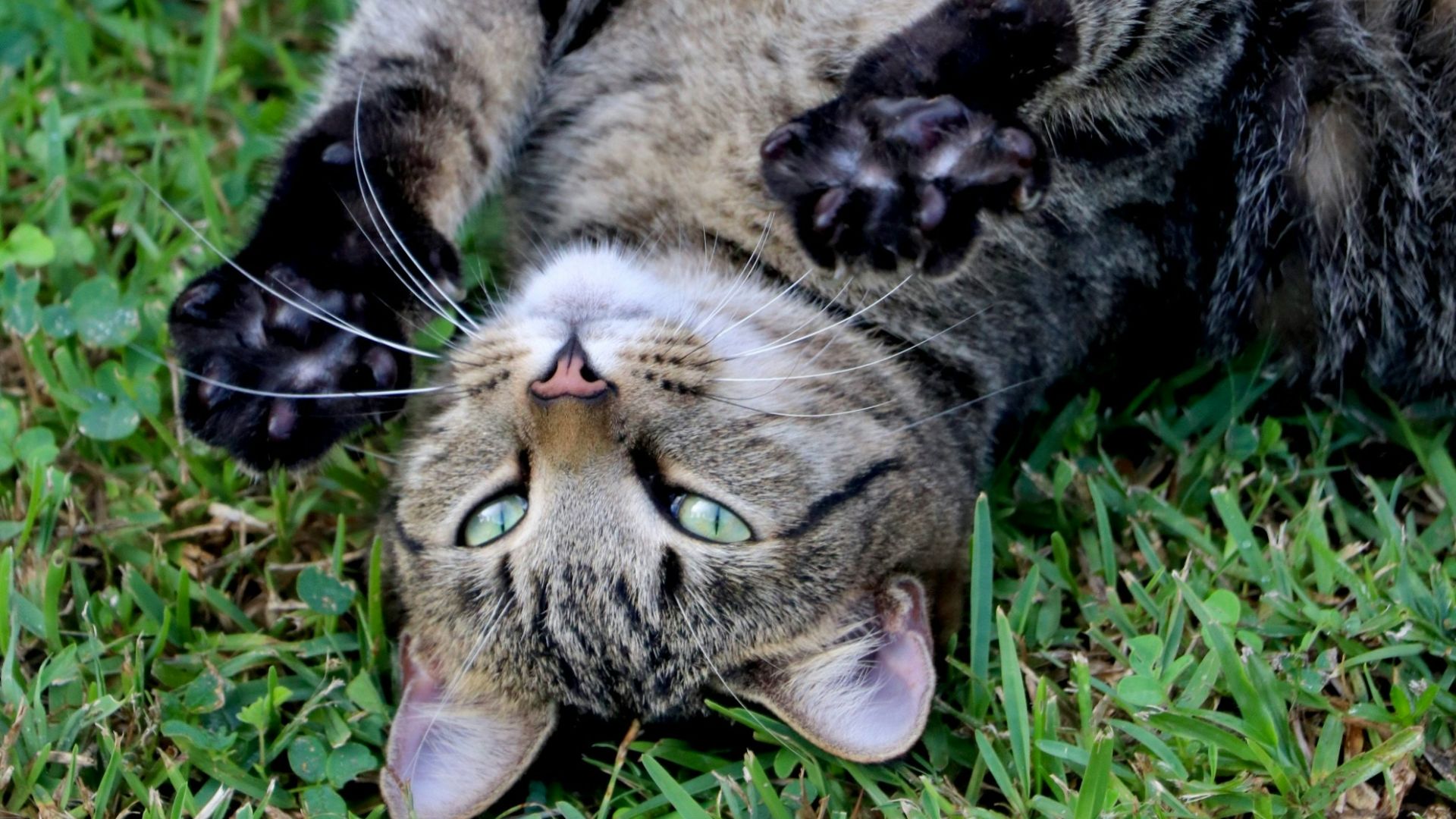 a cat laying on its back in the grass