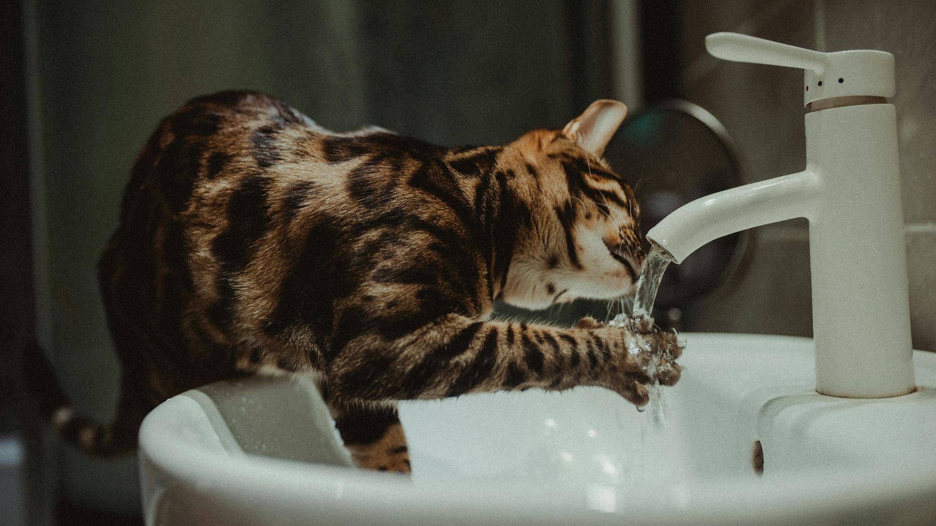 Helena Jankovičová Kováčová