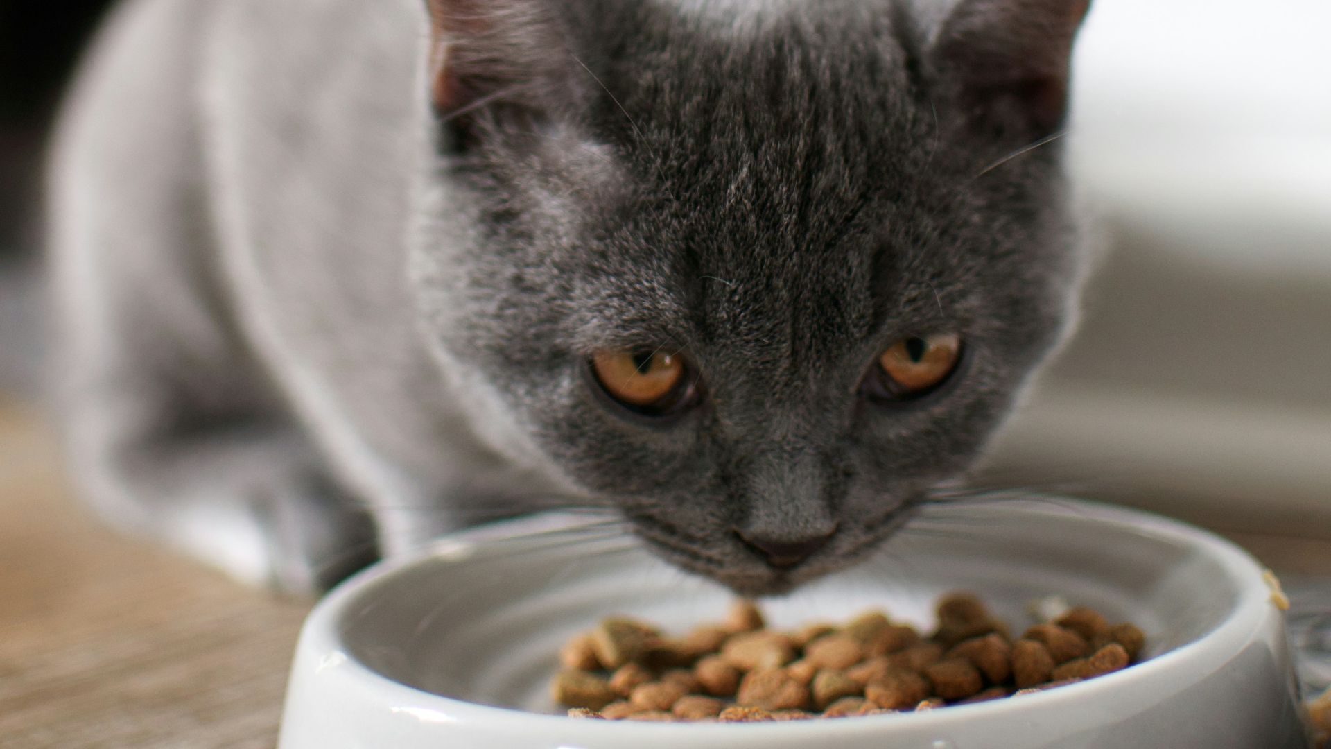 russian blue cat on brown wooden table