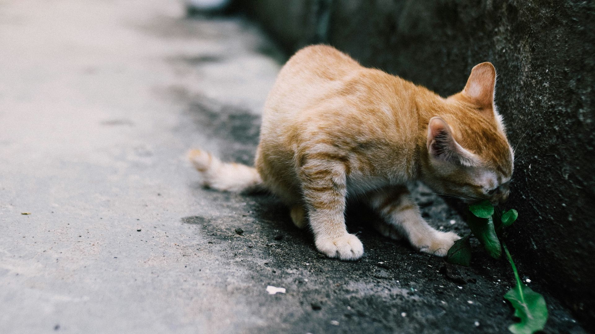 orange tabby cat sniffing green leafed plant