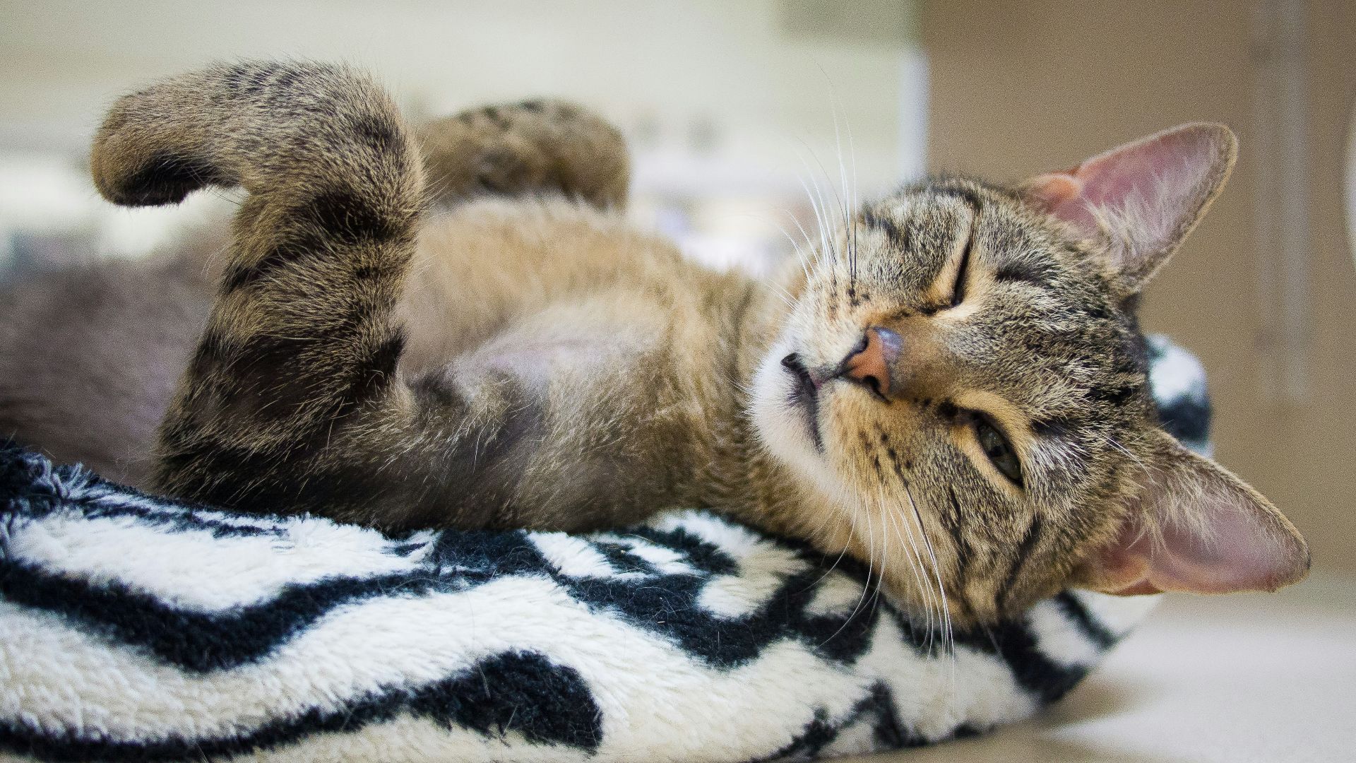 brown tabby cat lying on white and black textile