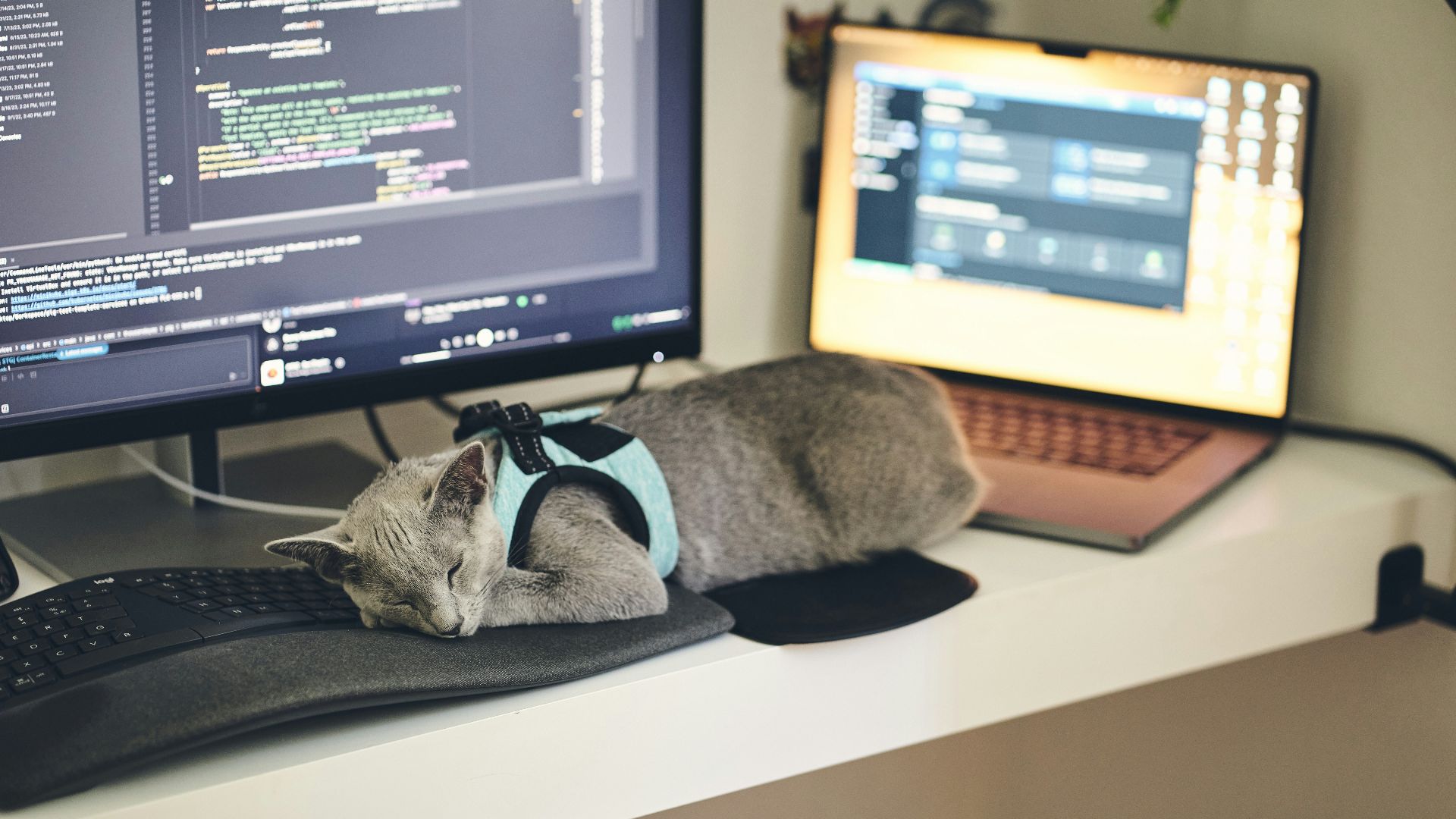 a cat wearing a harness sleeping on a computer desk