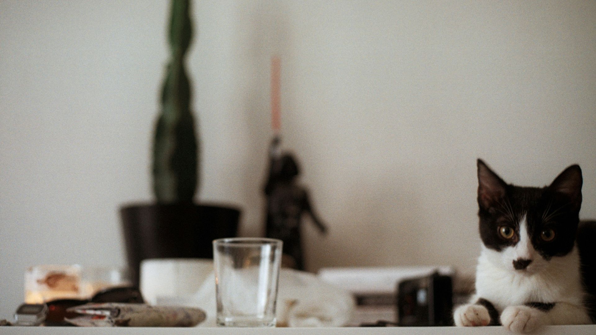 clear drinking glass and black and white cat on white table