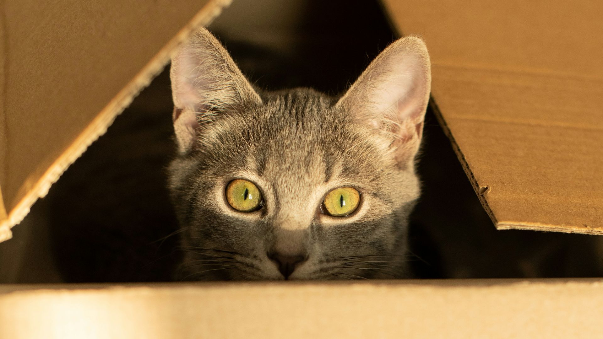 silver tabby cat in brown cardboard box