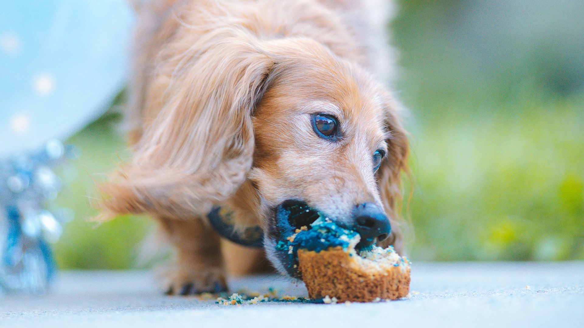 a small dog chewing on a toy in front of balloons