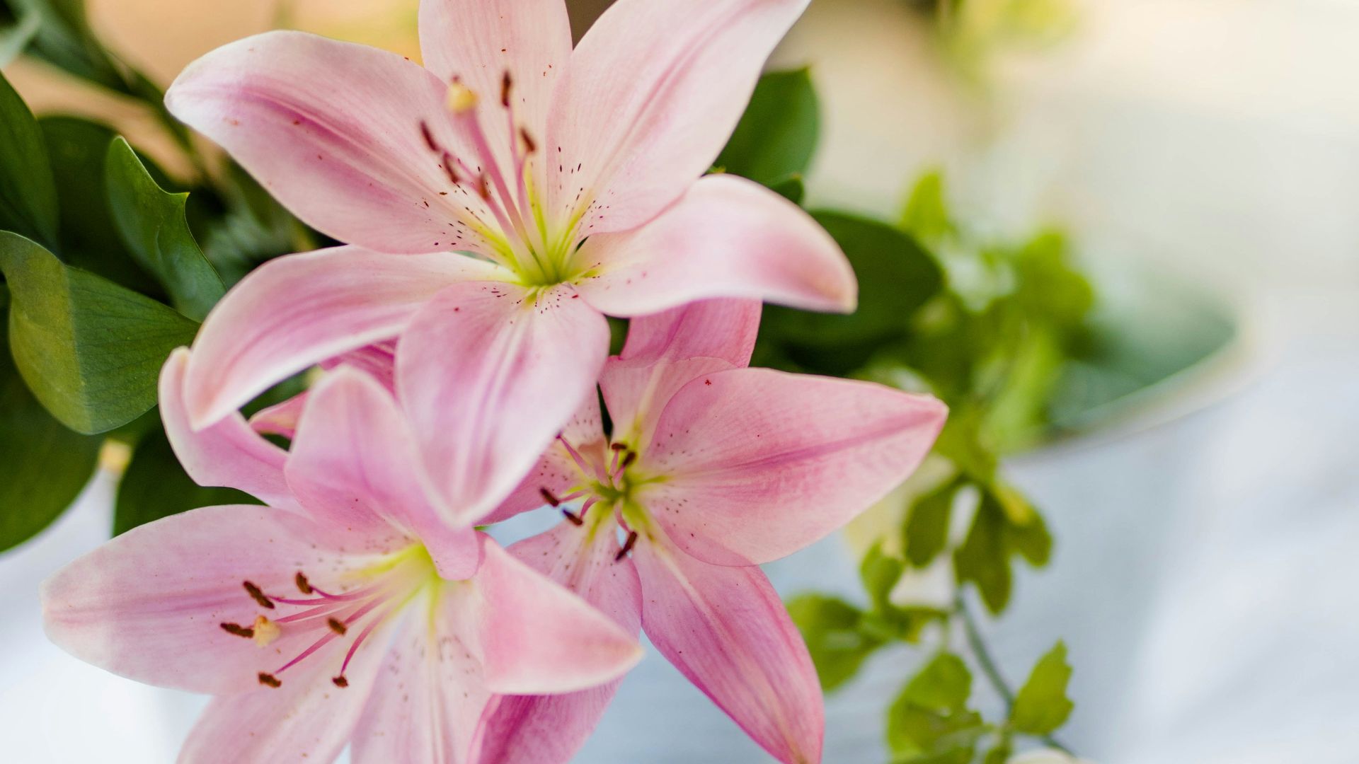 pink flower plant in white pot
