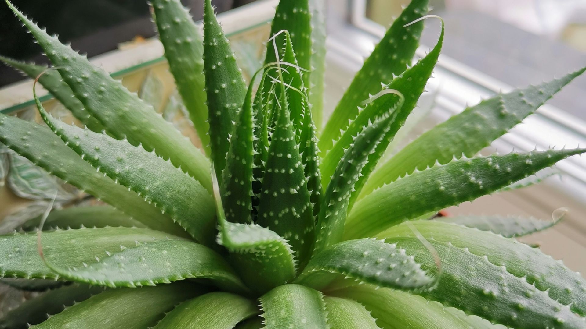 green Aloe Vera plant