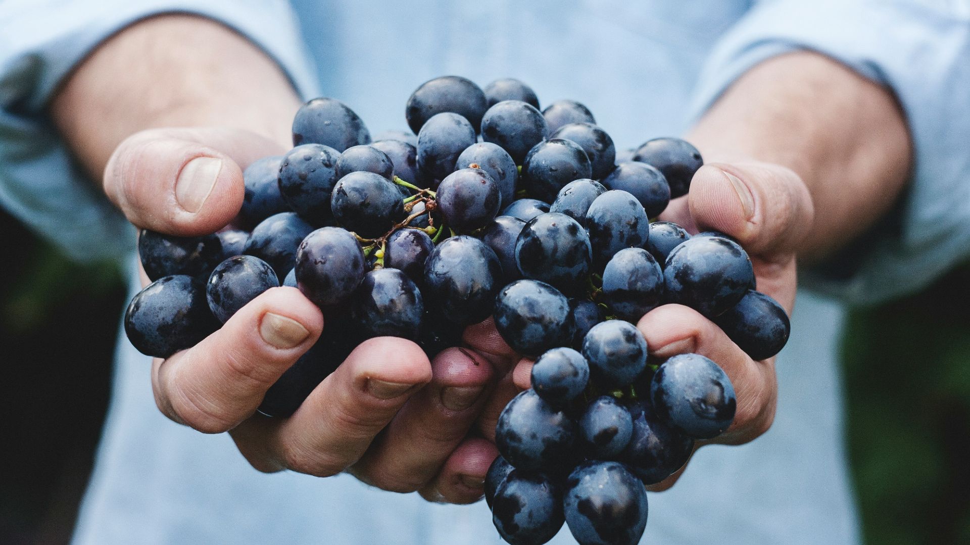 person holding grapes