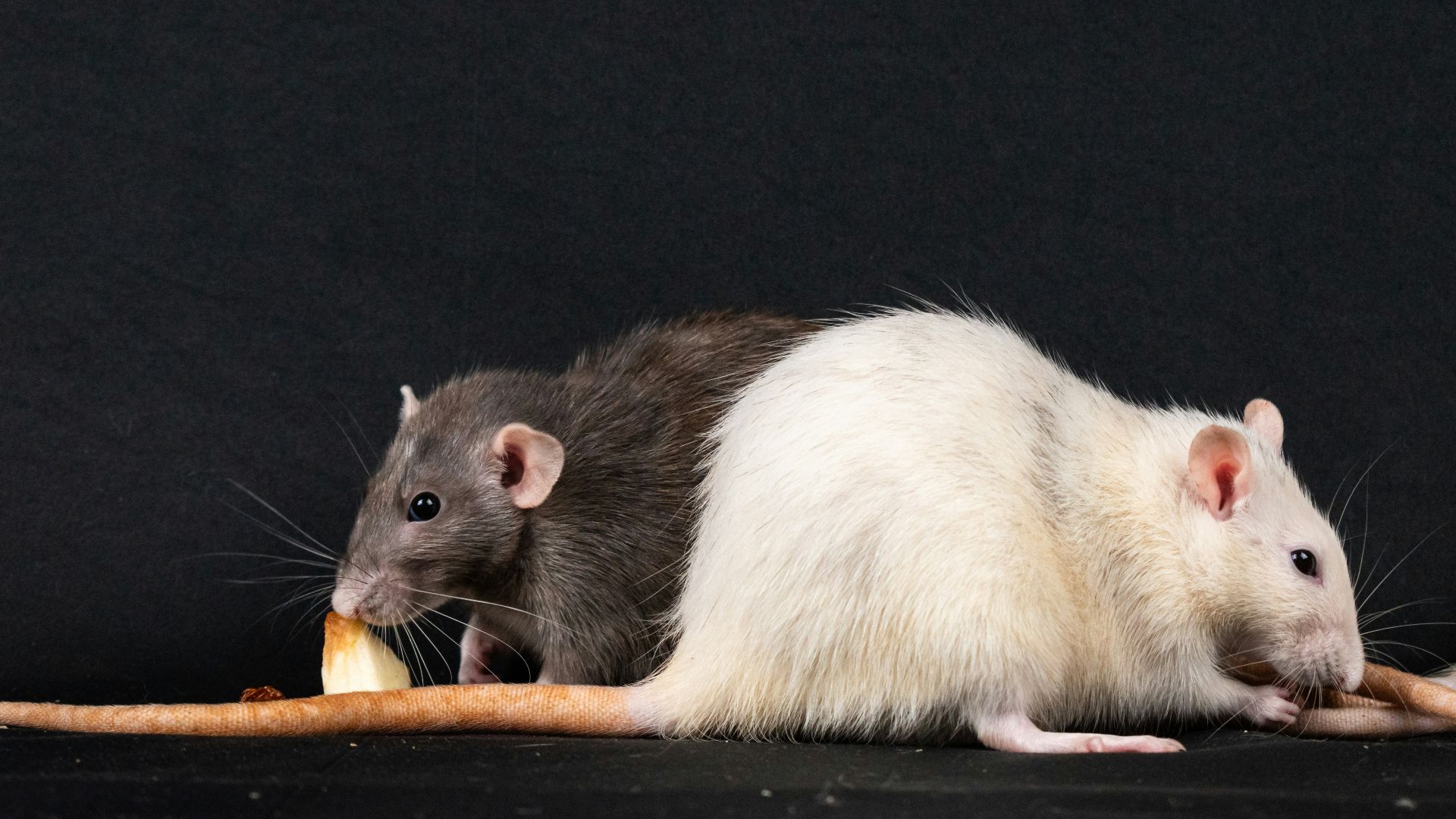 A couple of rat eating a piece of bread