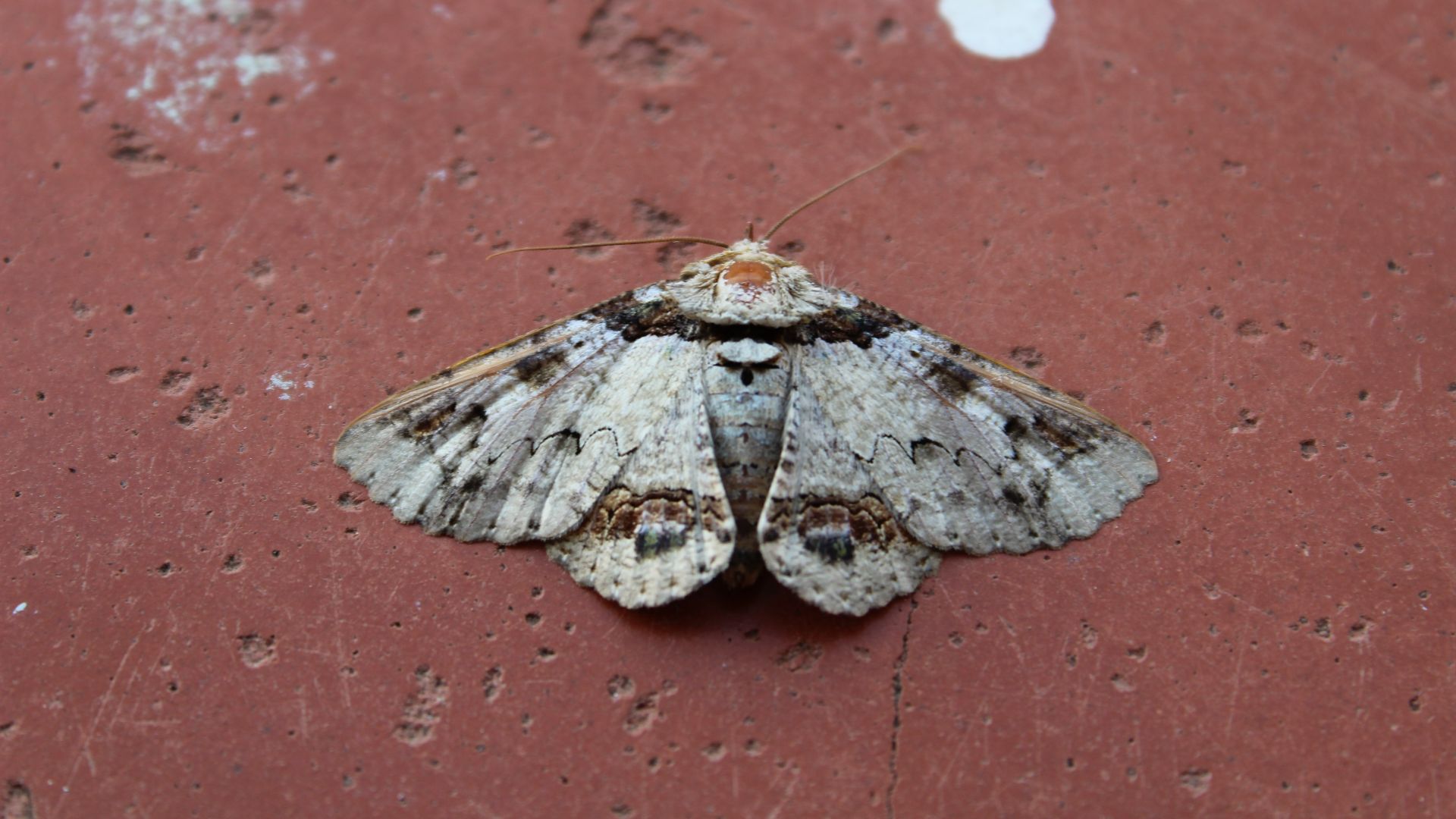 white and brown butterfly on red concrete wall