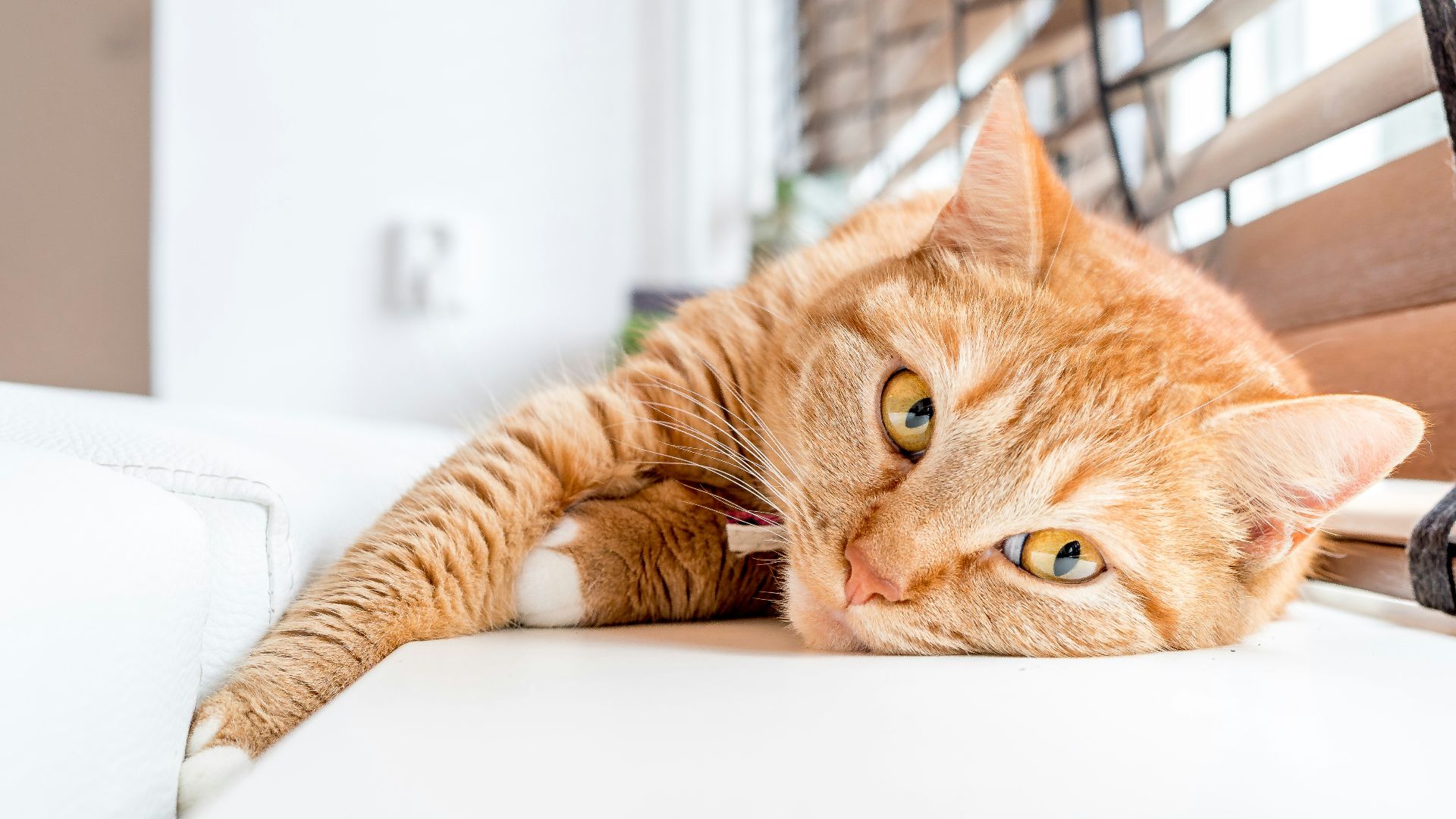 orange tabby cat lying on white surface