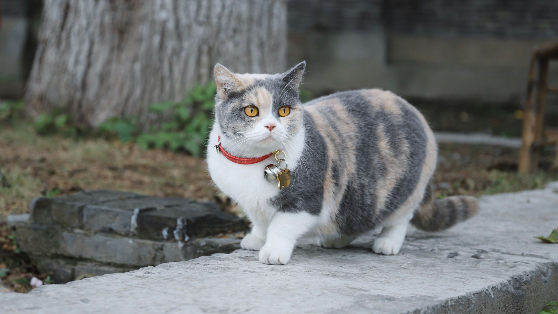 cat on concrete wall