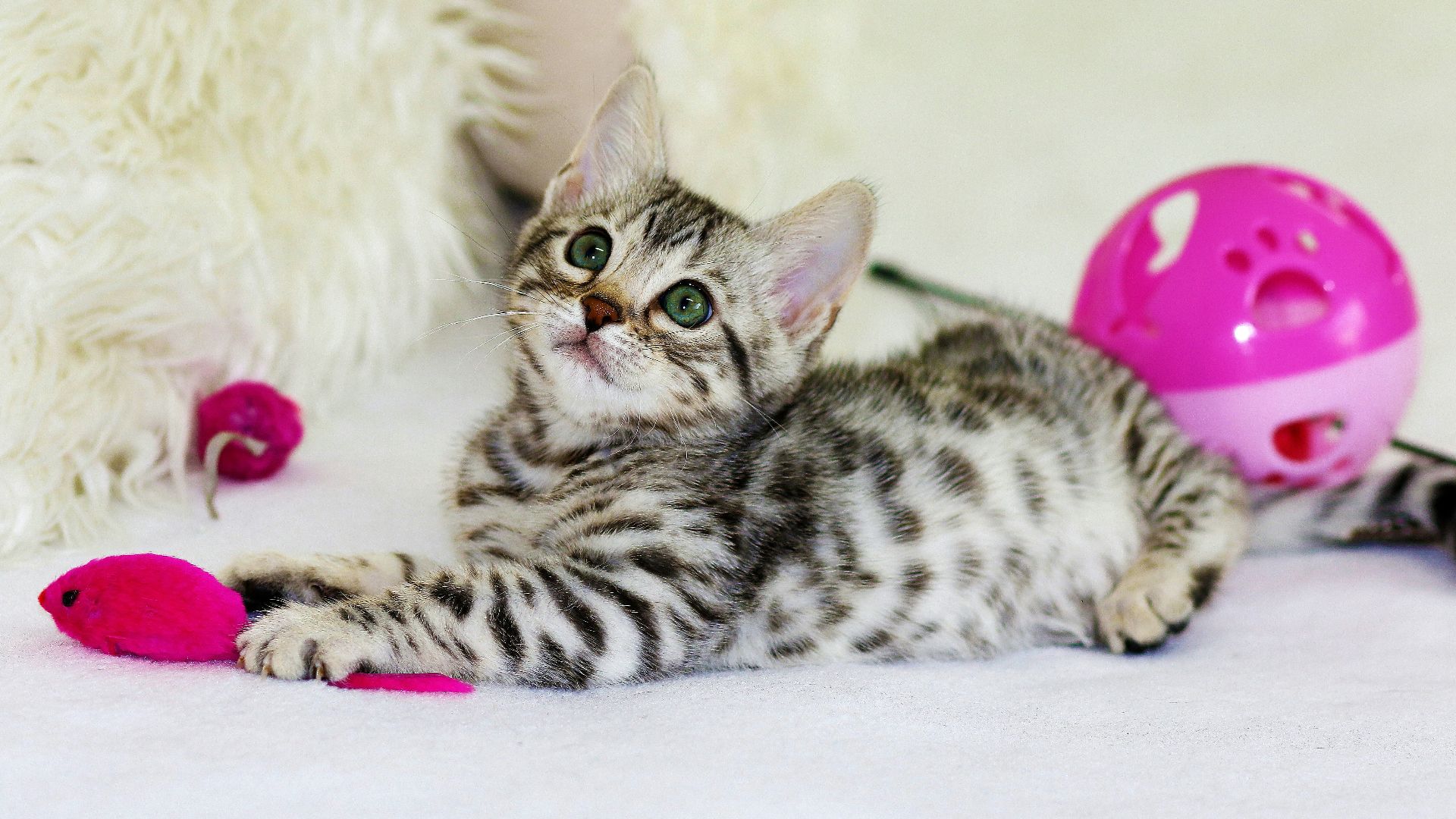 gray kitten sitting on floor